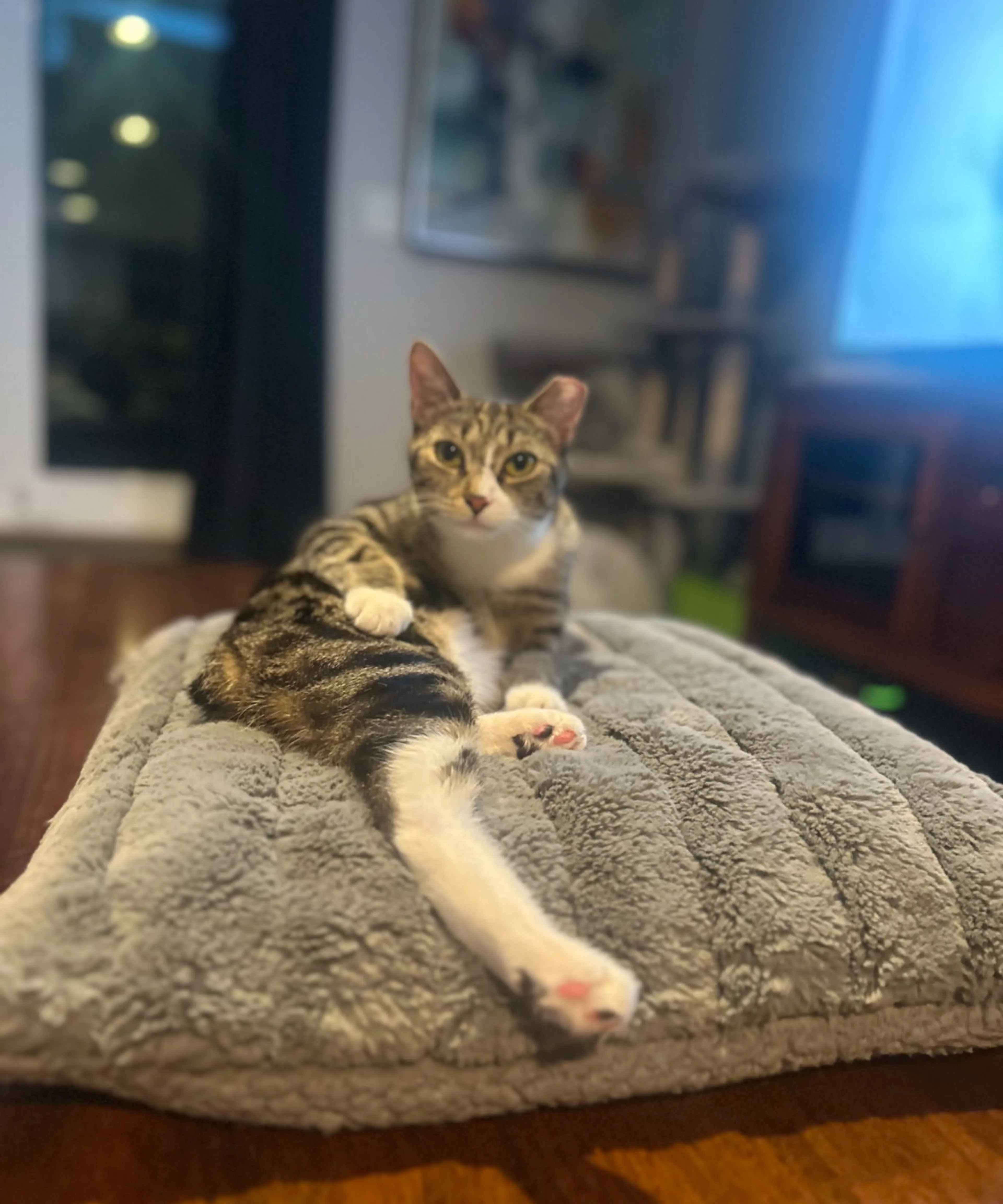 Found pet-4
