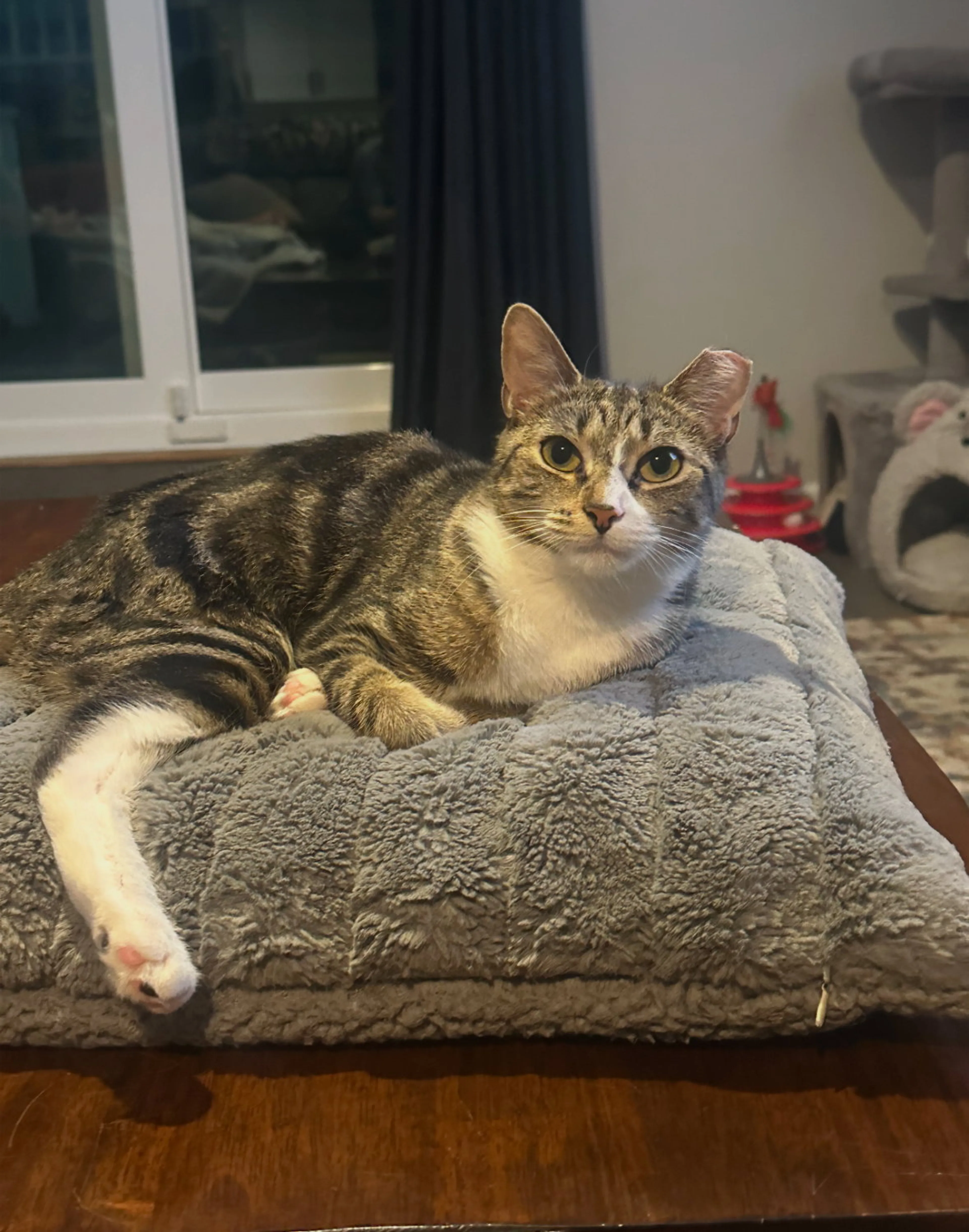 Found pet-3