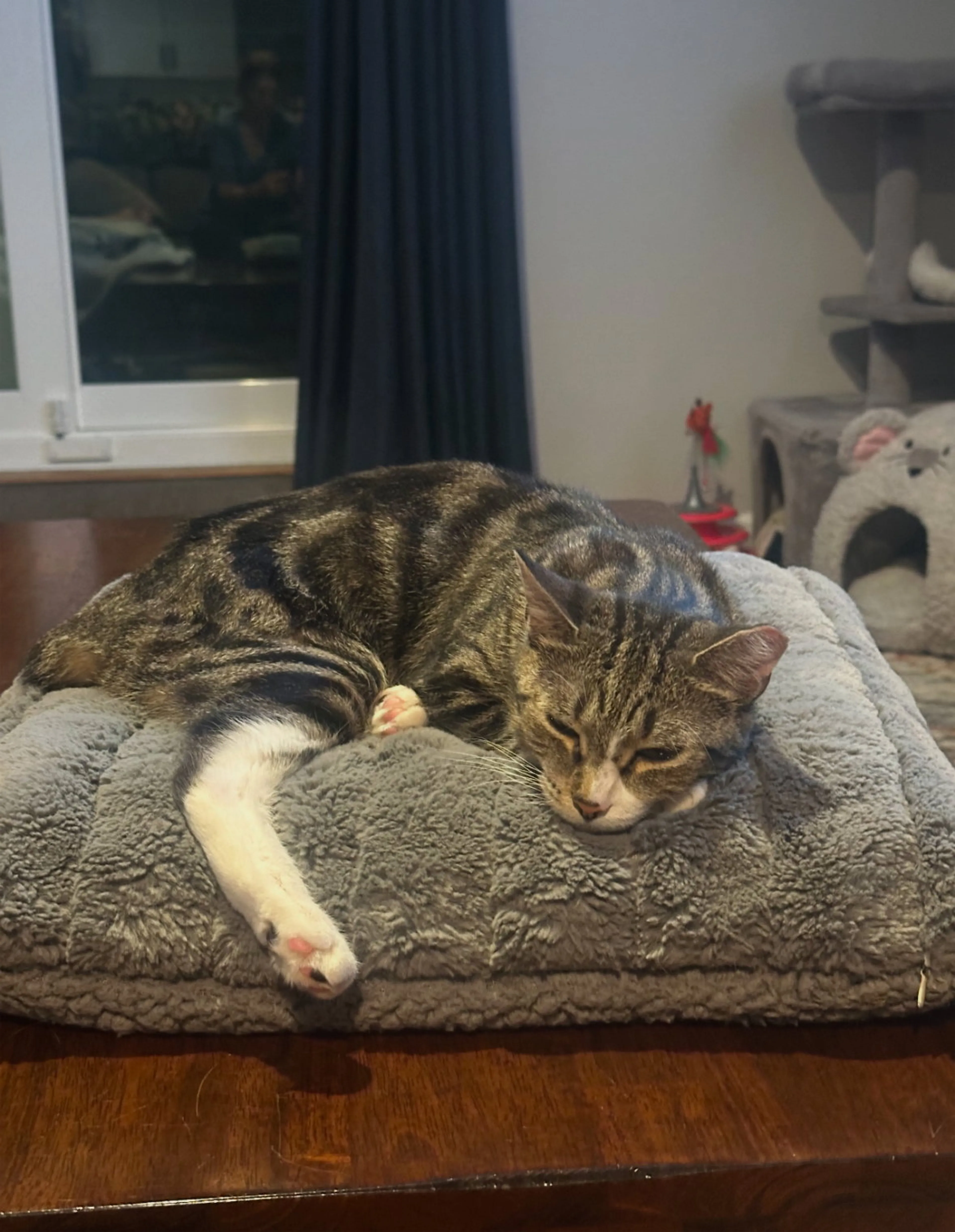 Found pet-5