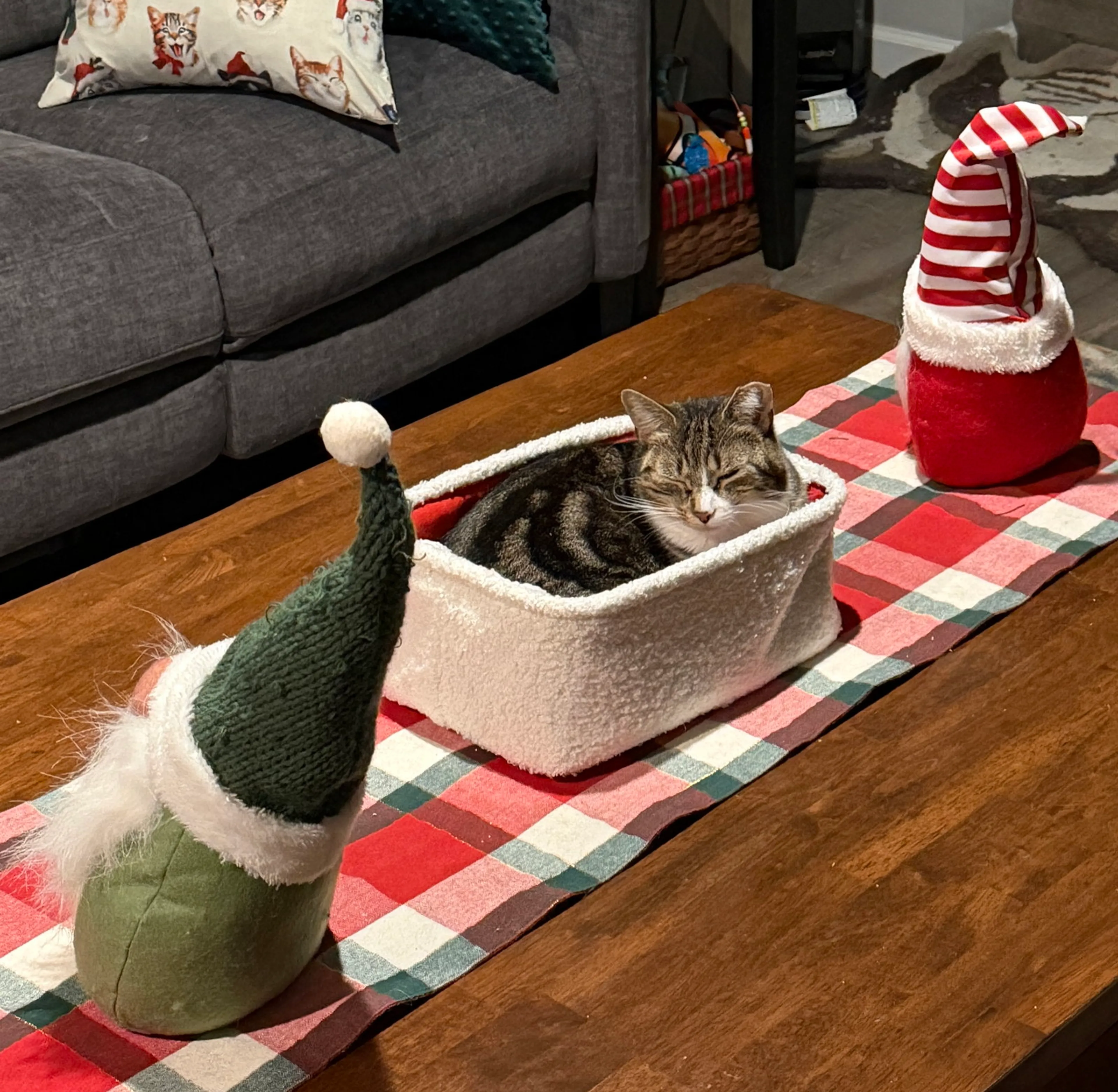 Found pet-1