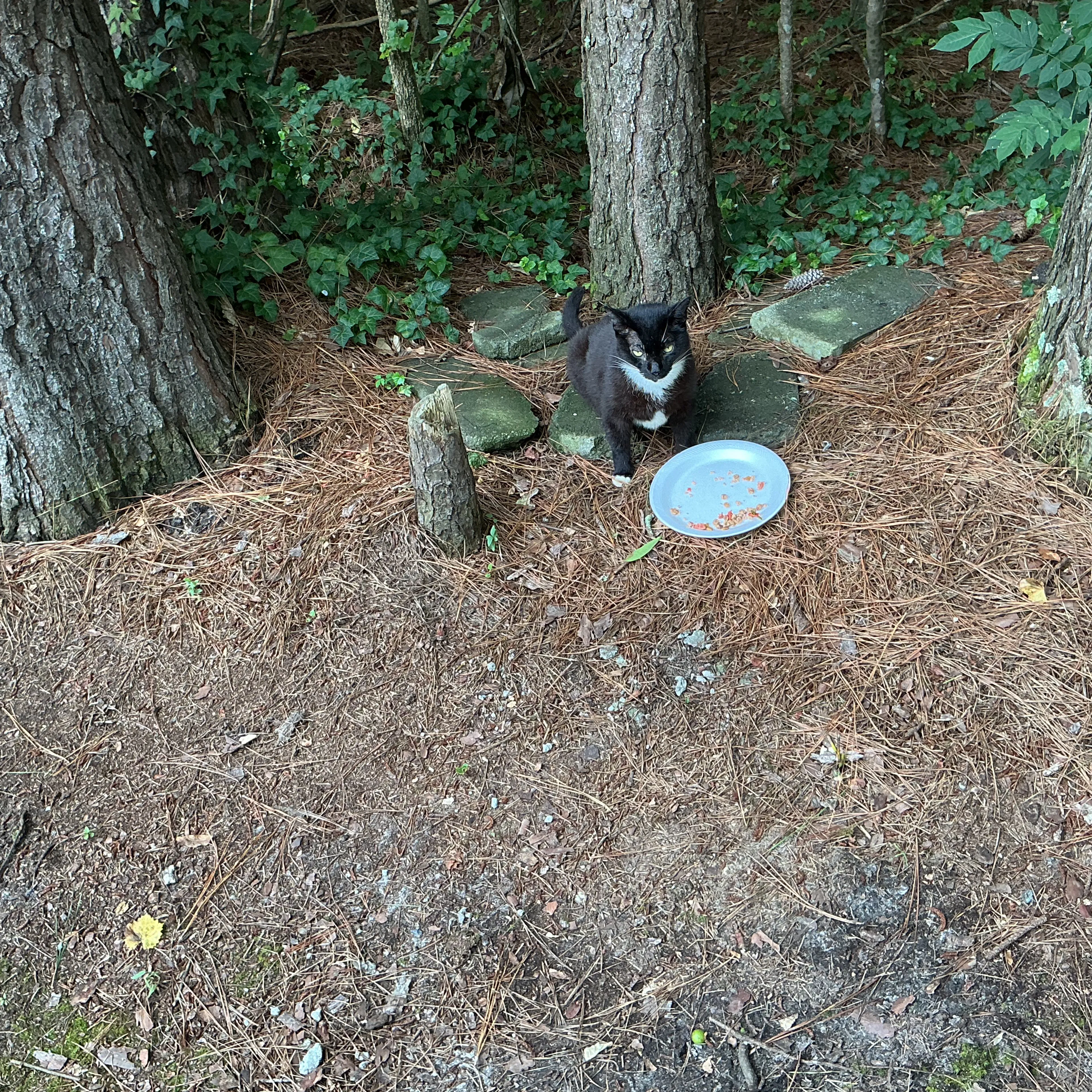 Found pet-1