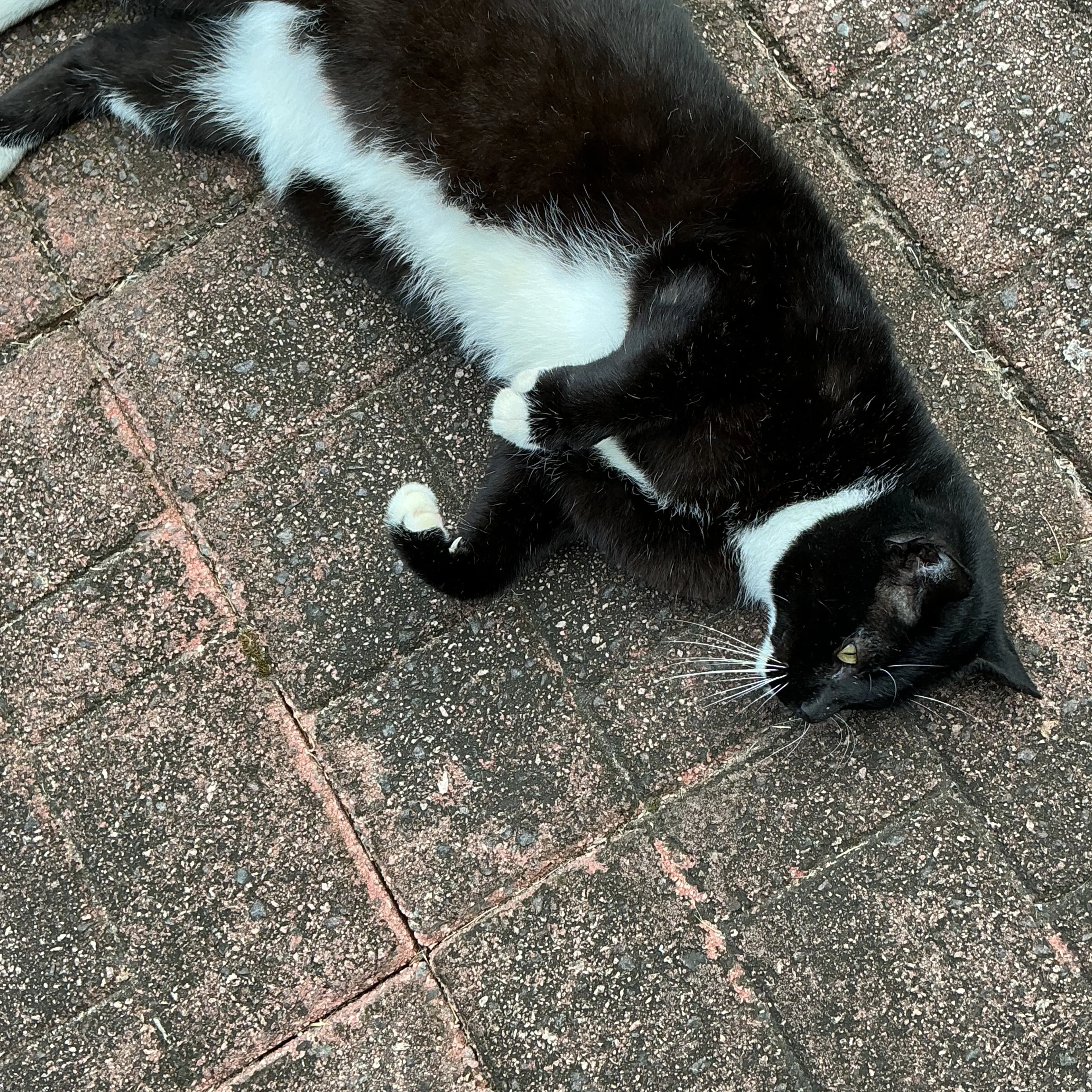 Found pet-3