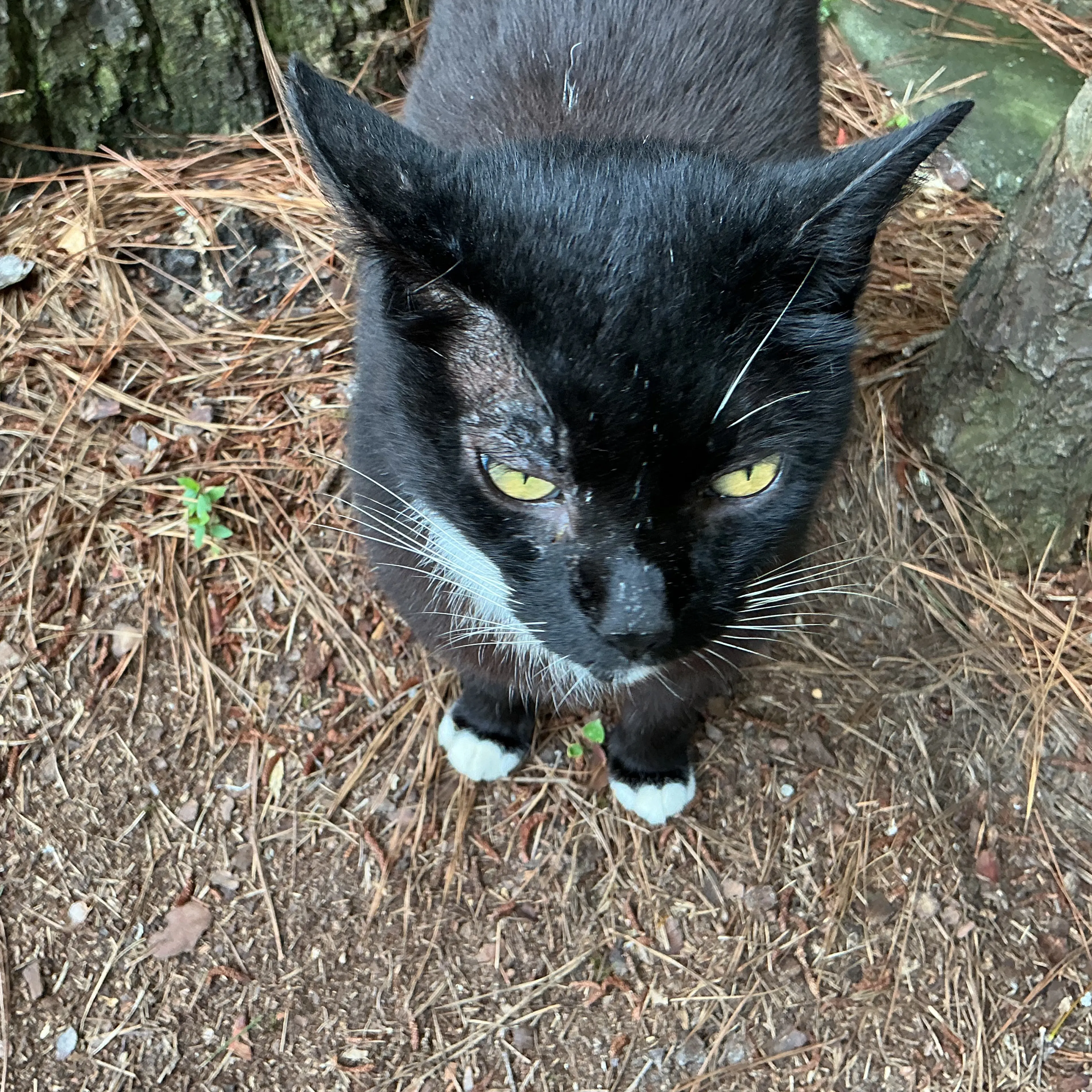Found pet-2