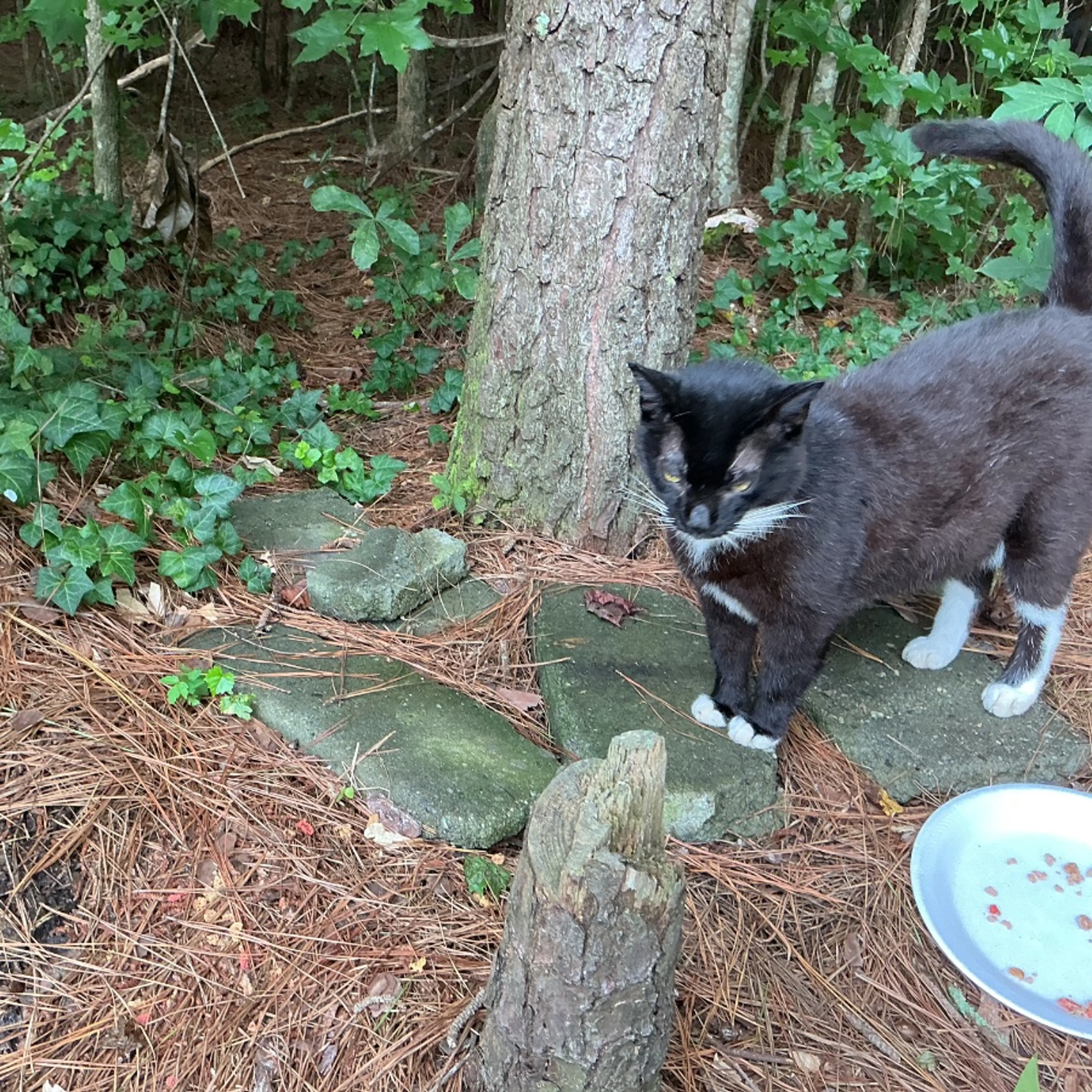 Found pet-0