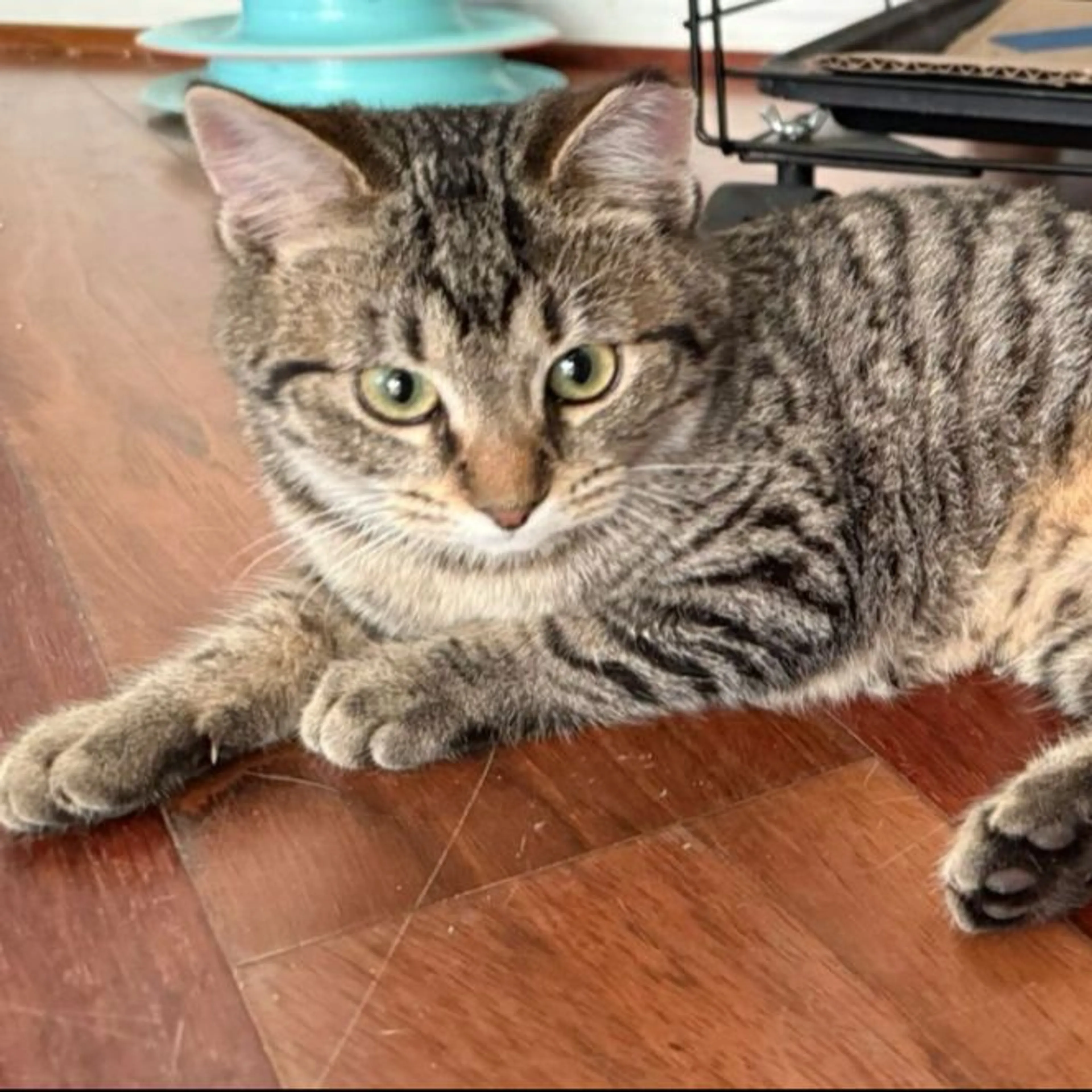 Found pet