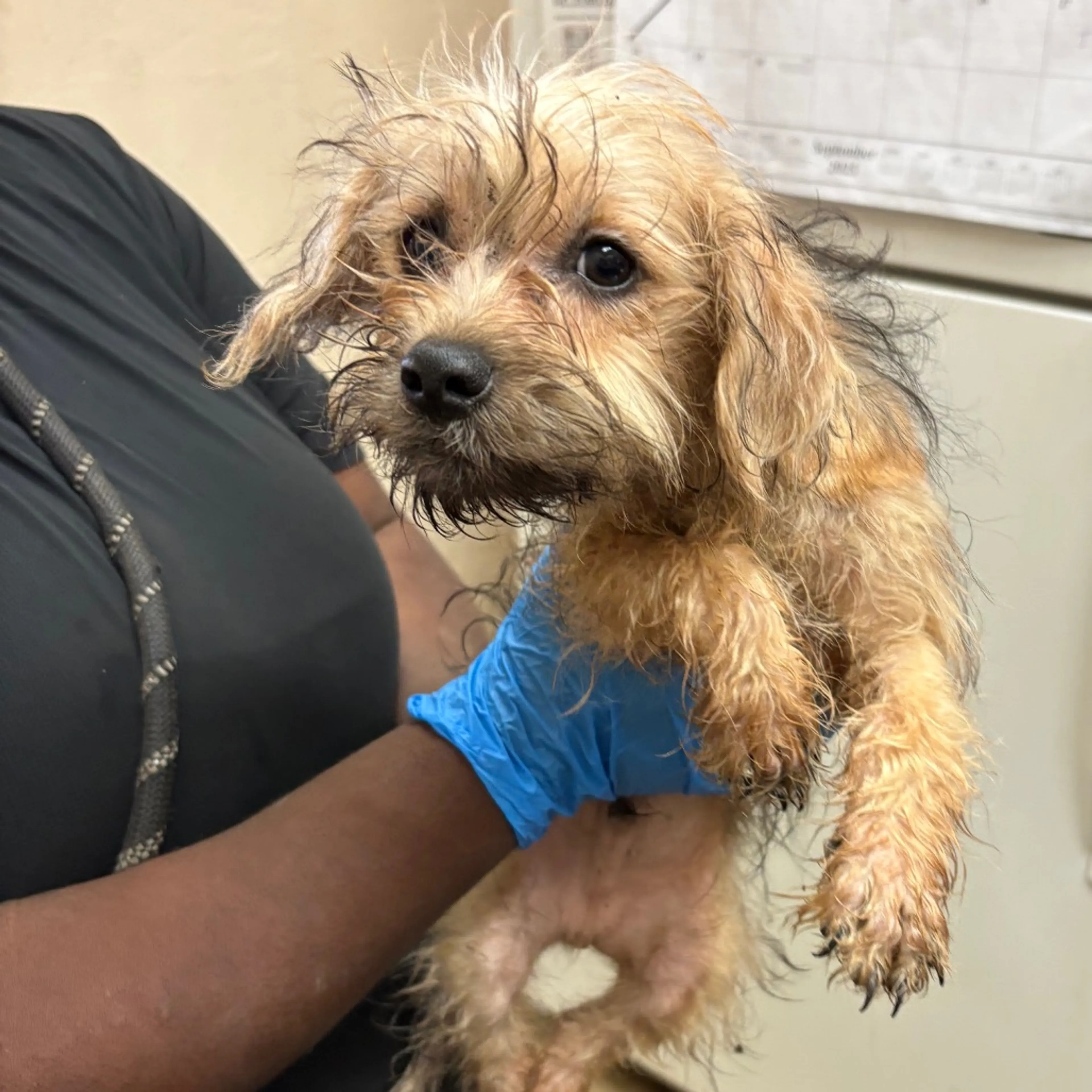 Found pet