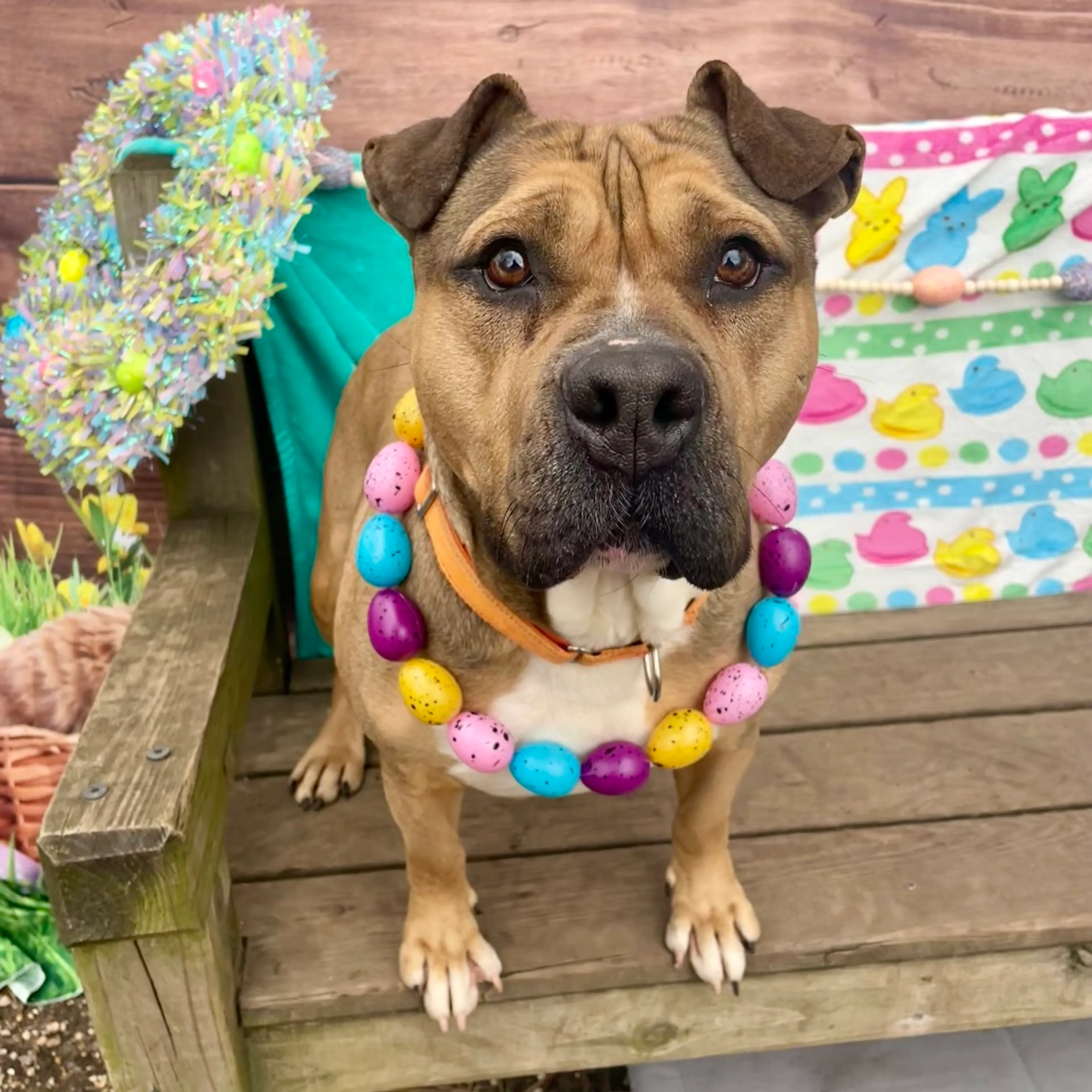 Found pet-20