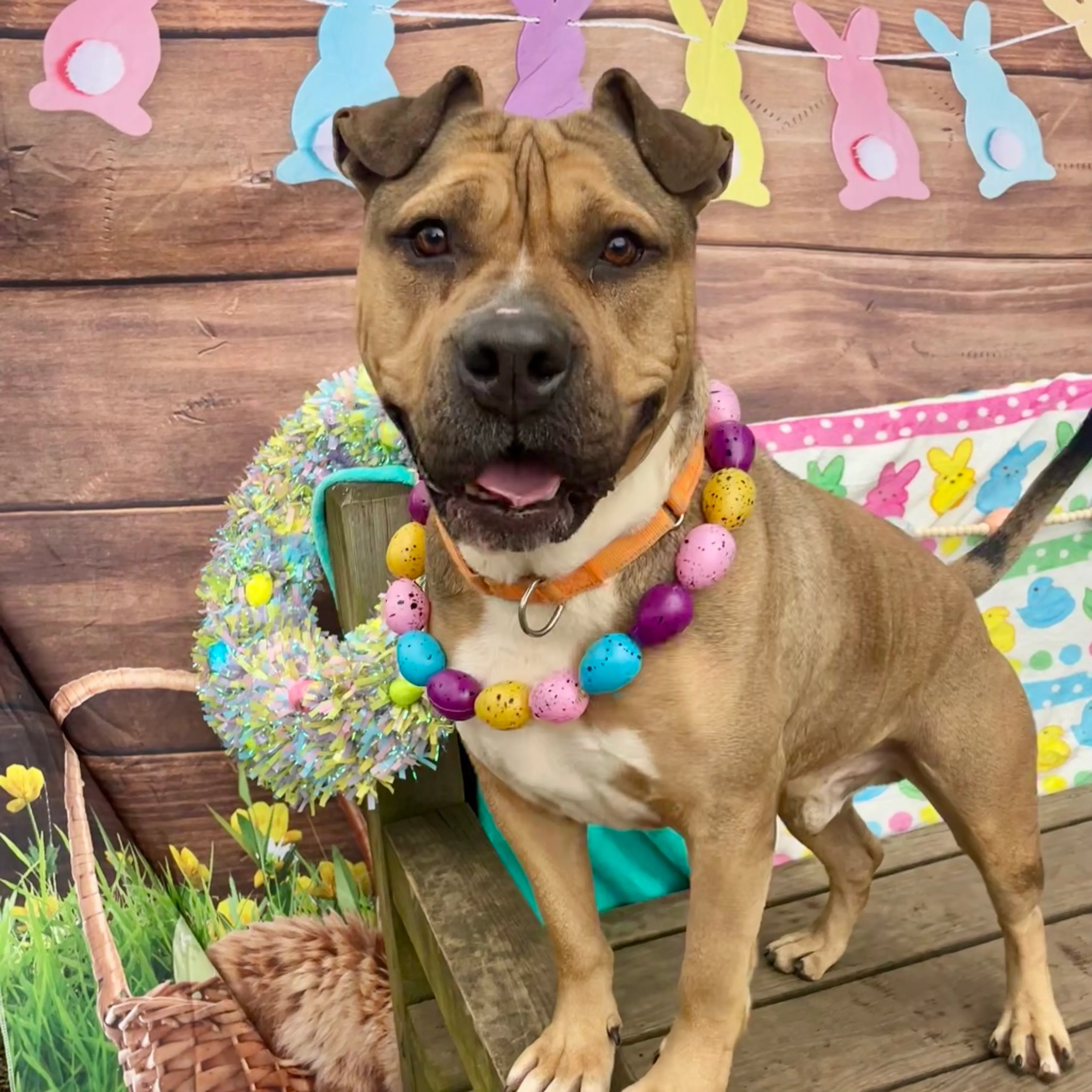 Found pet-19