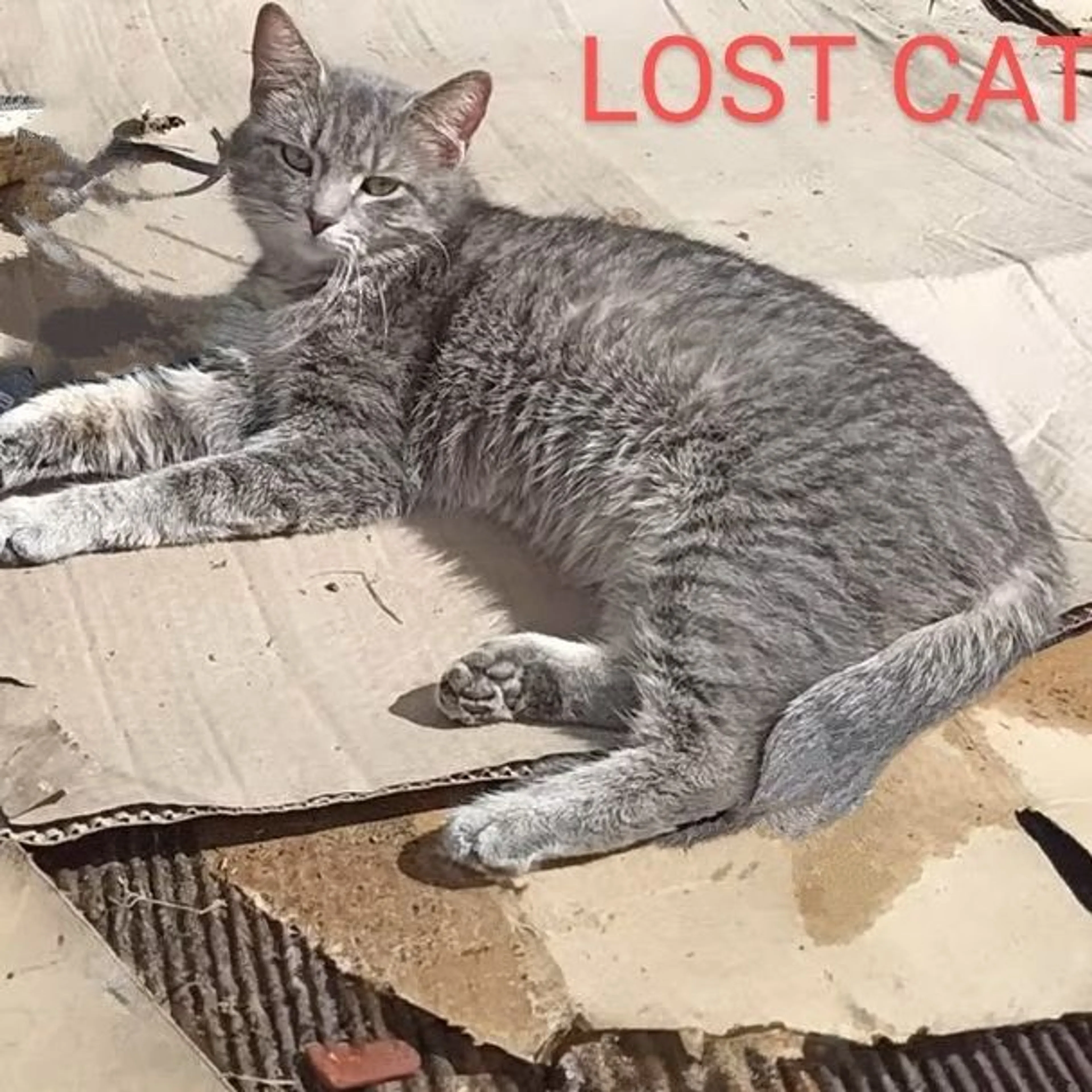 Lost pet