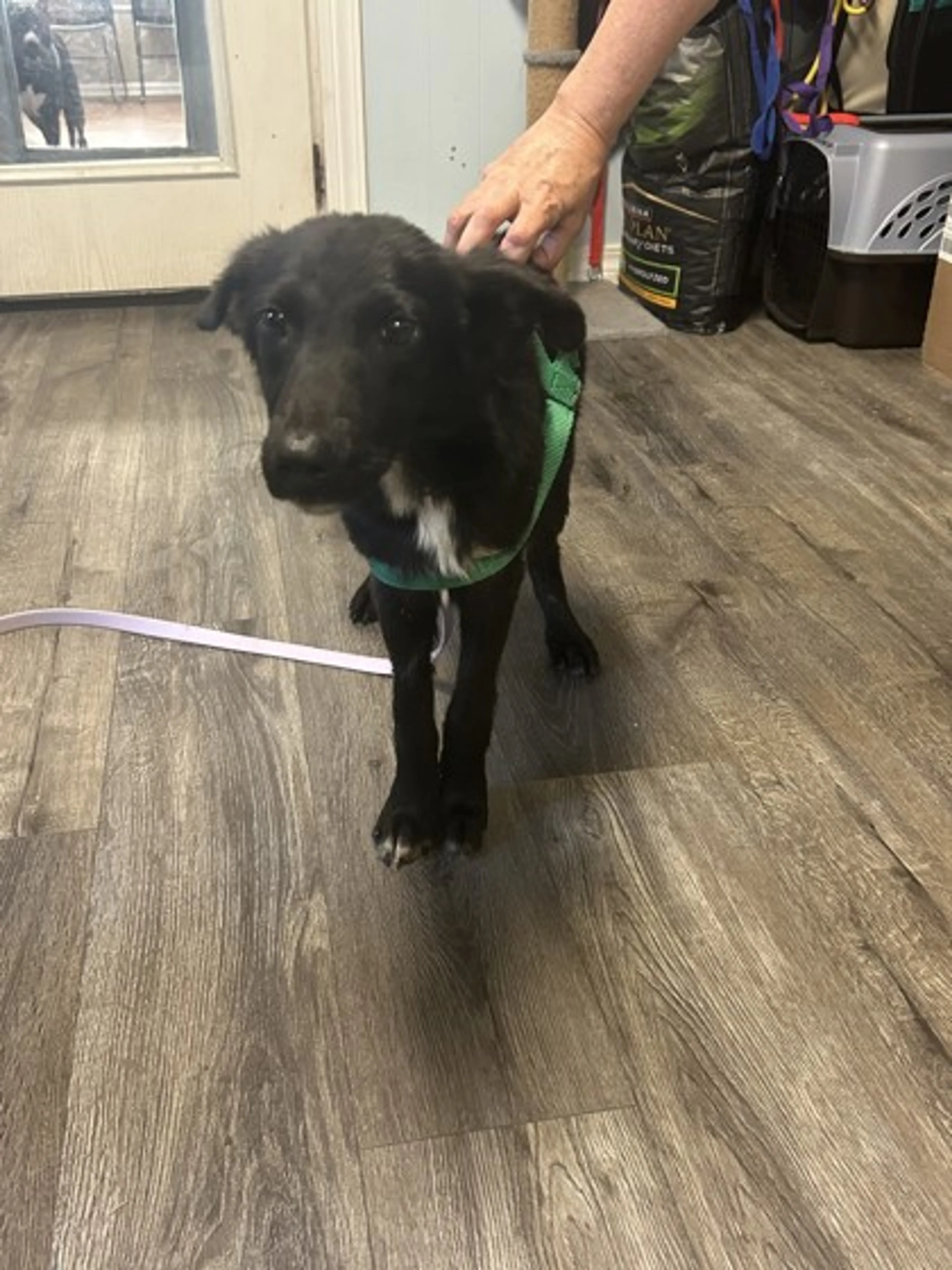 Found pet-2