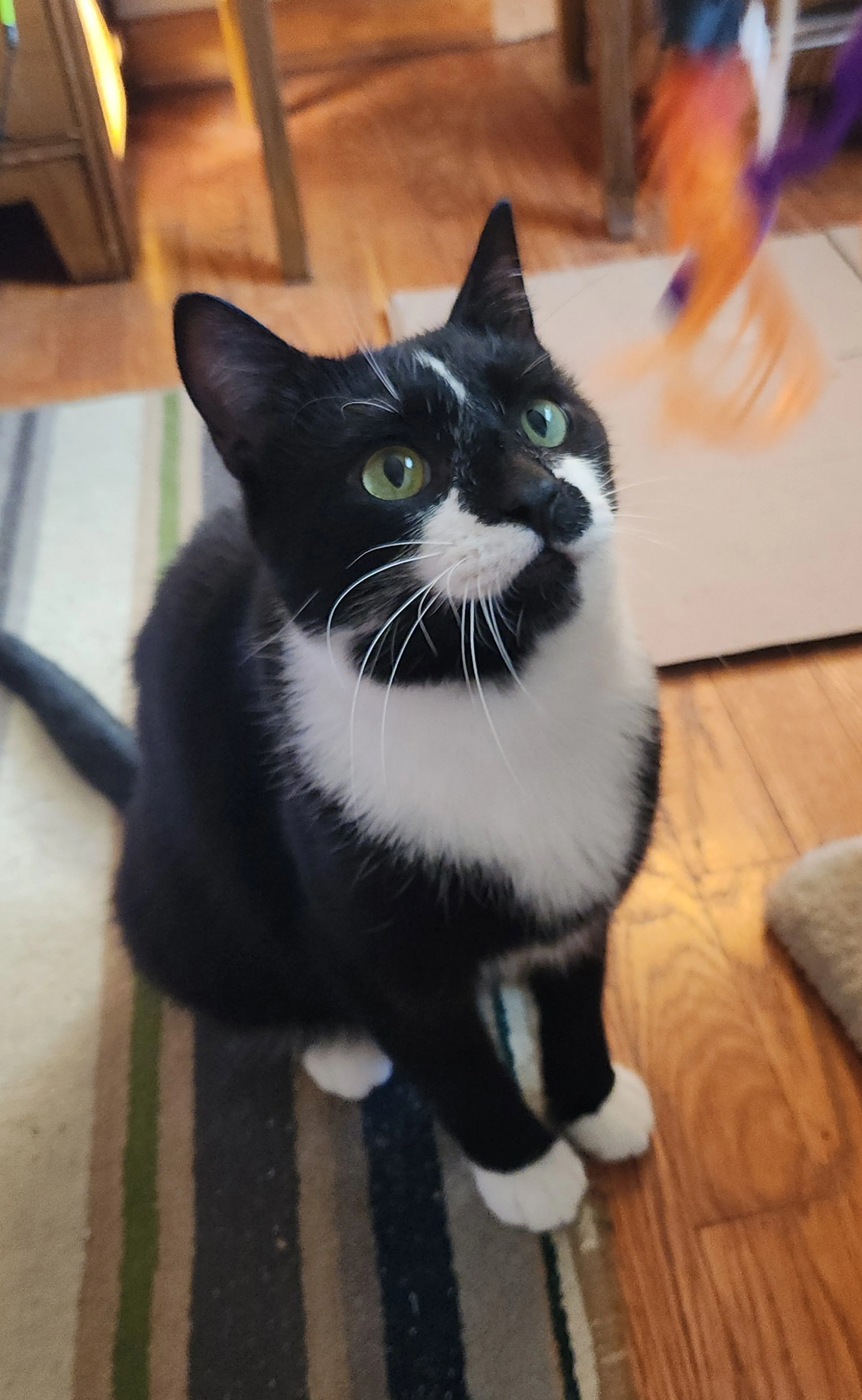 Found pet-1