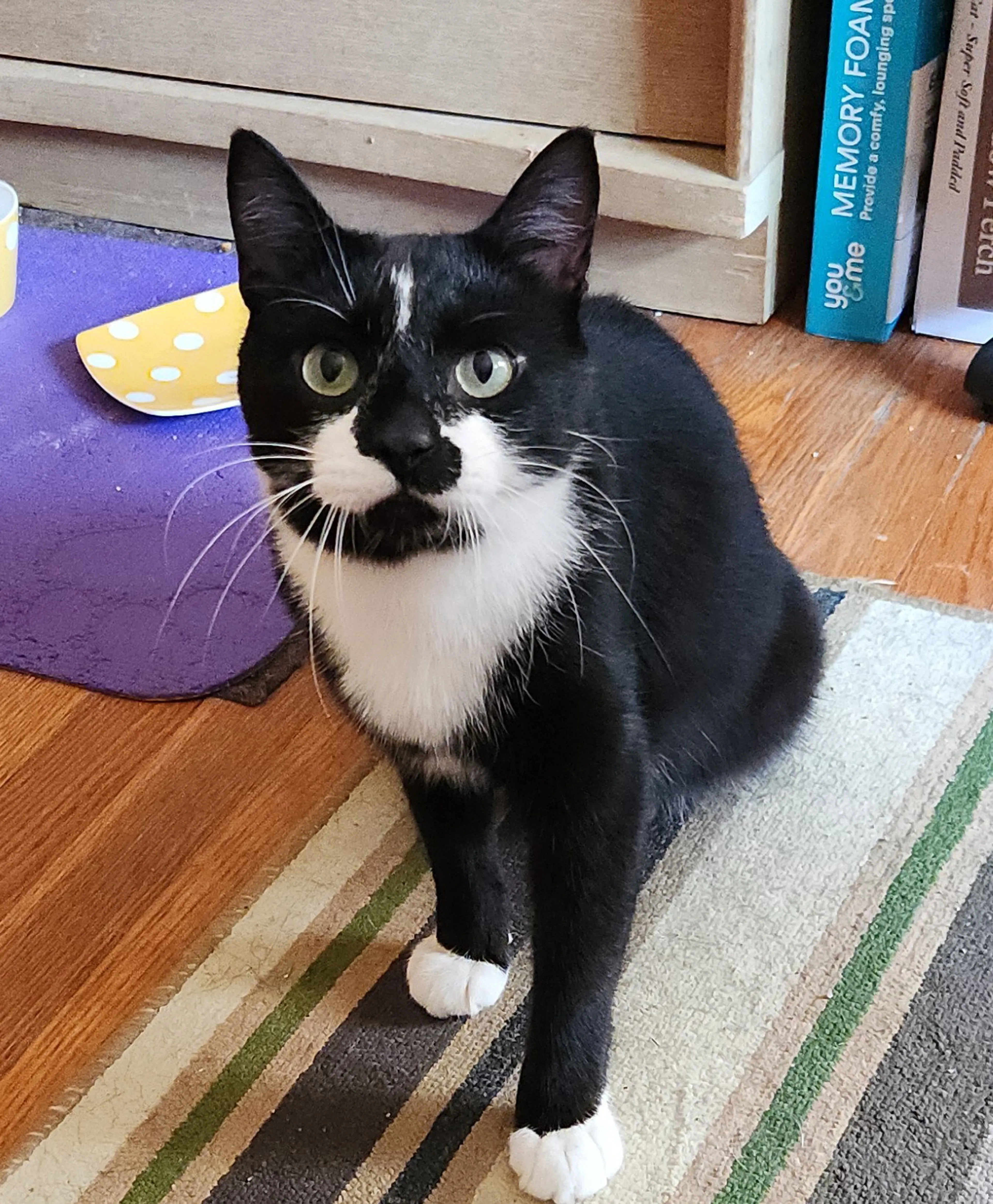Found pet-2