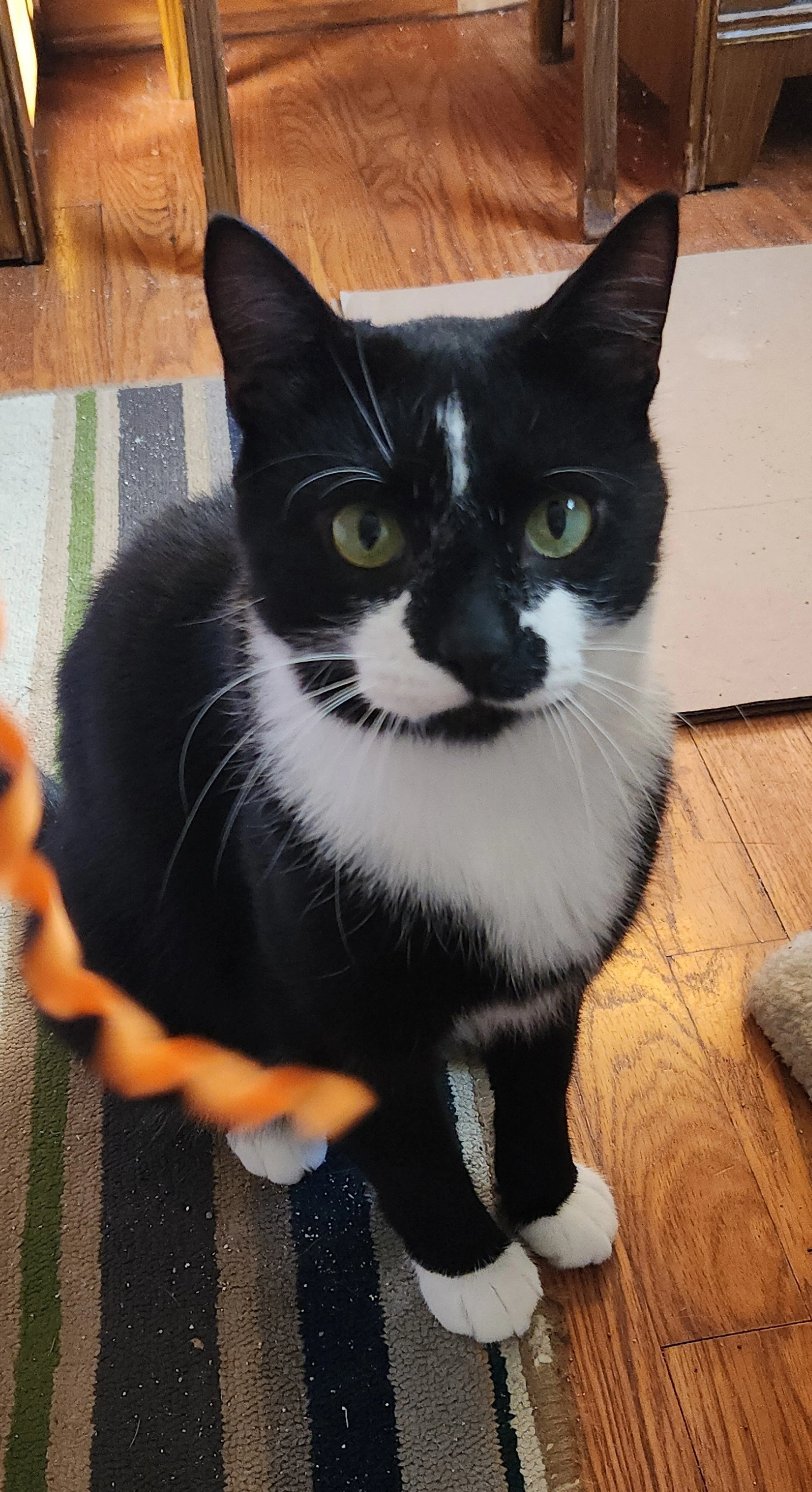 Found pet-0