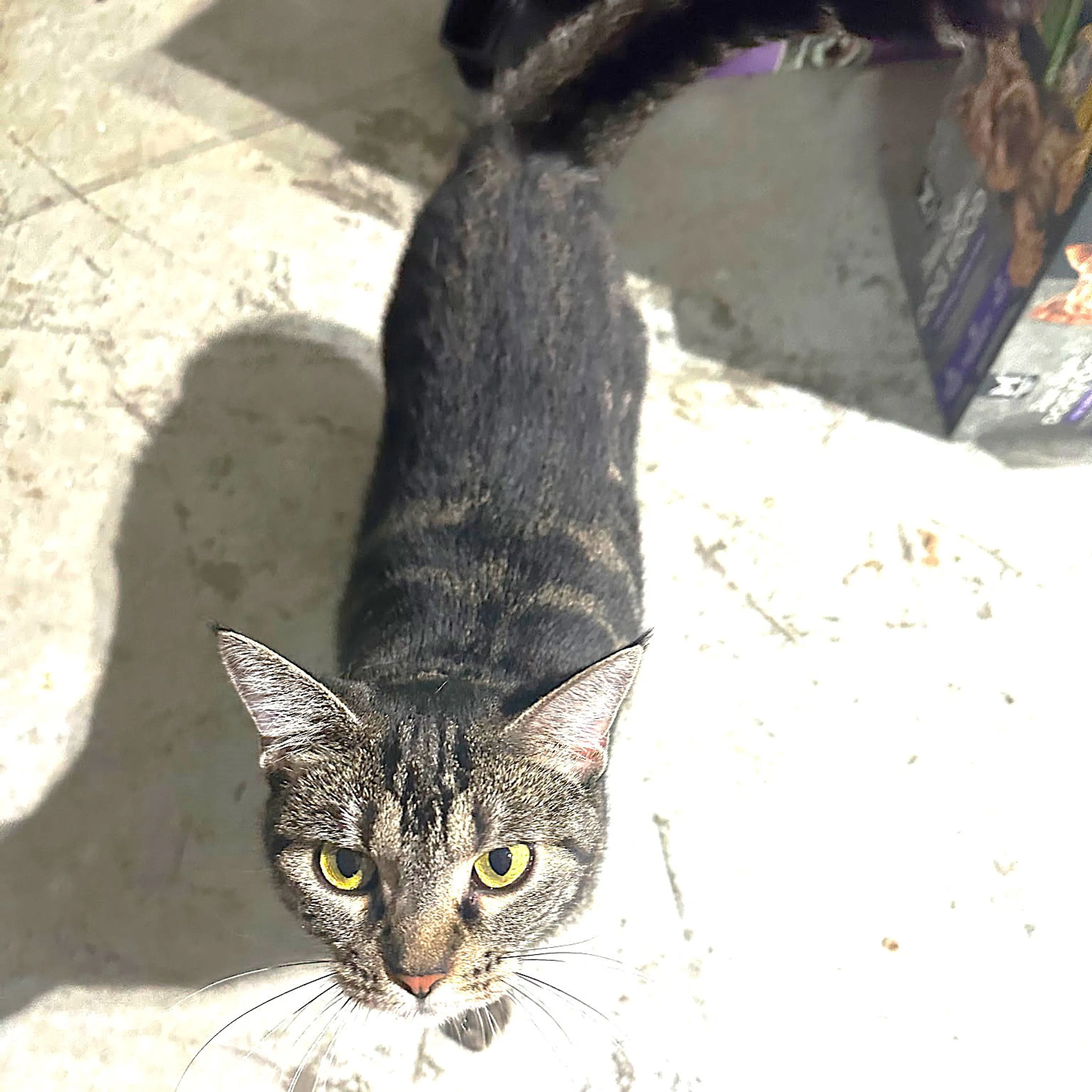 Found pet