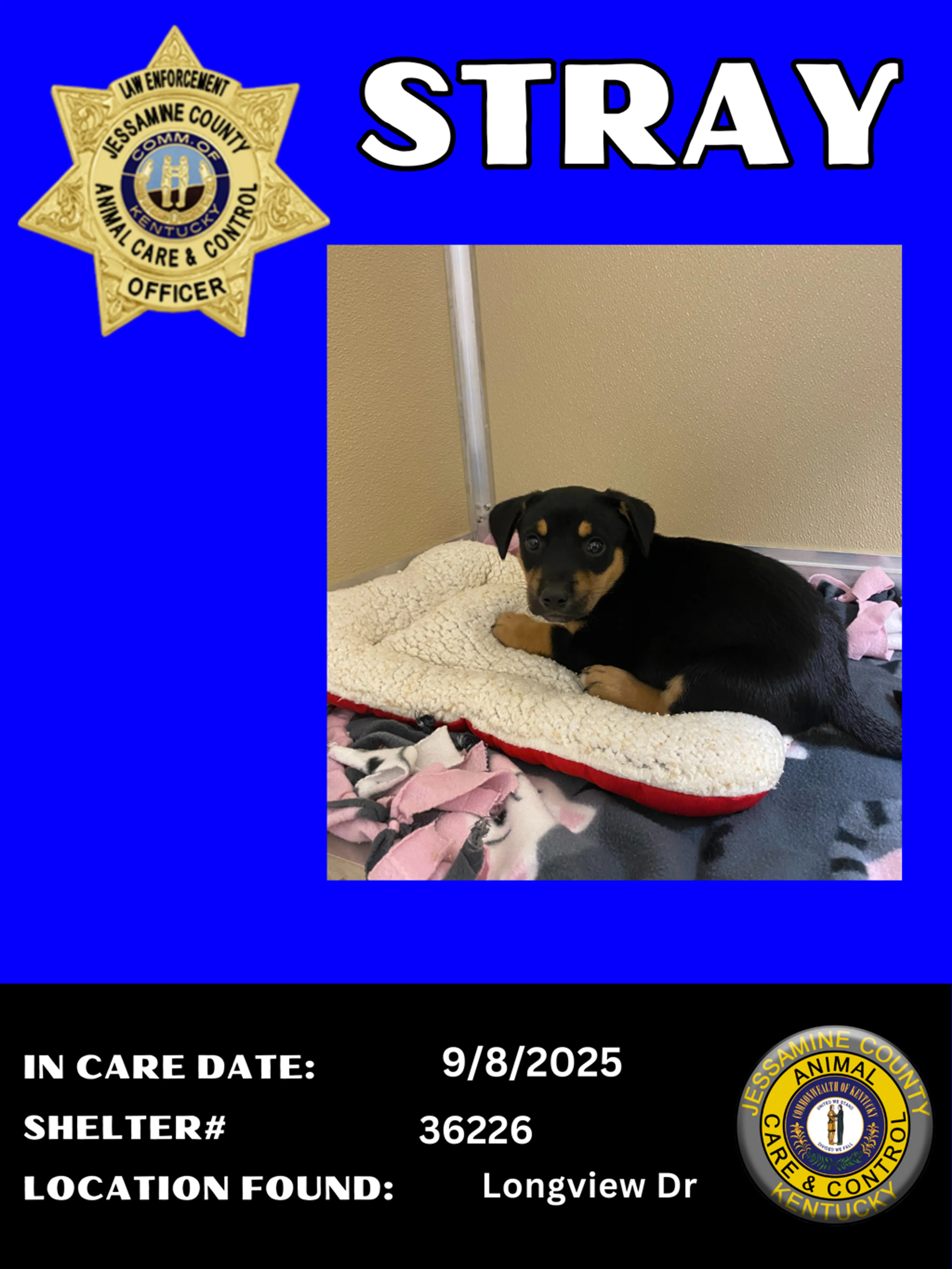 Found pet-2