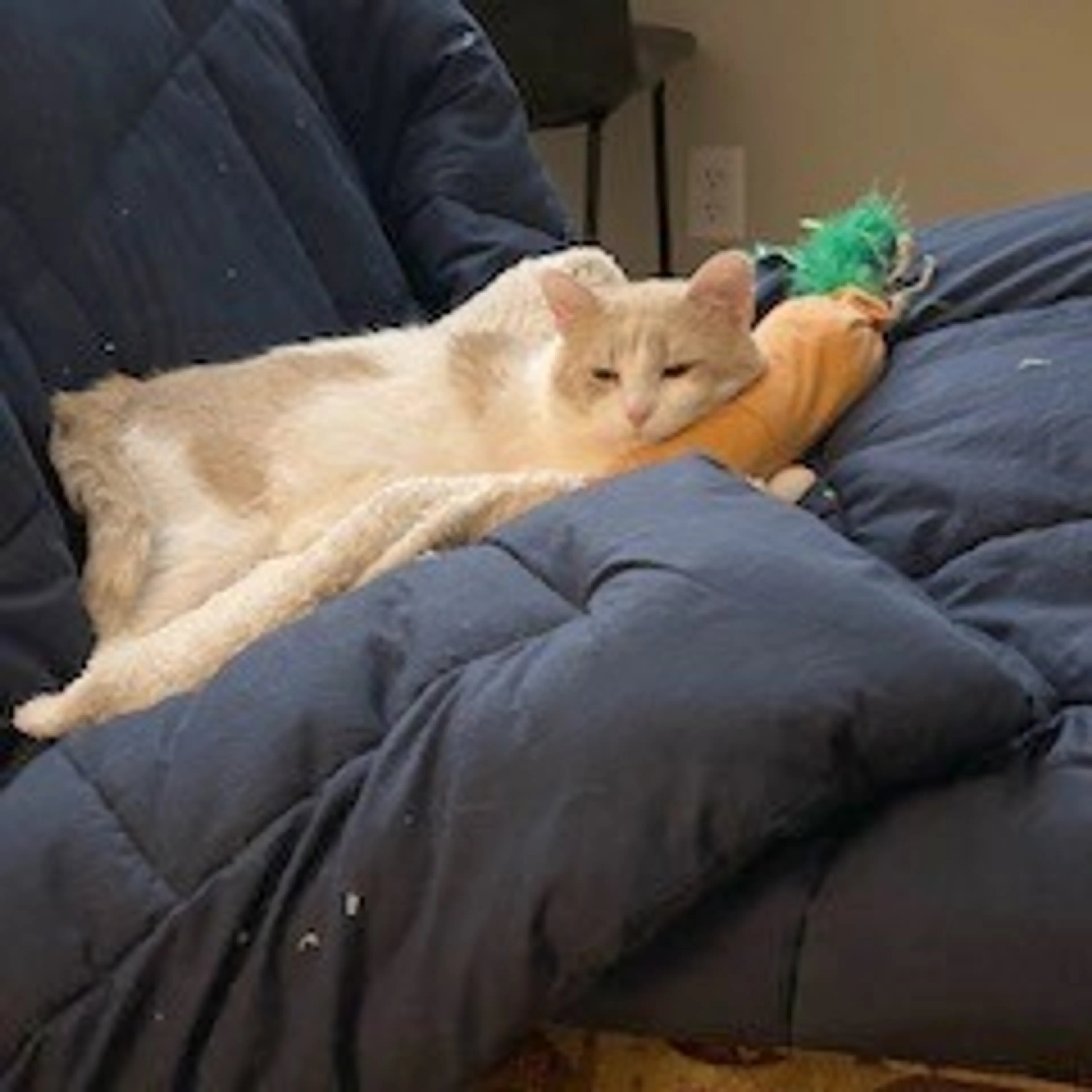 Found pet-10