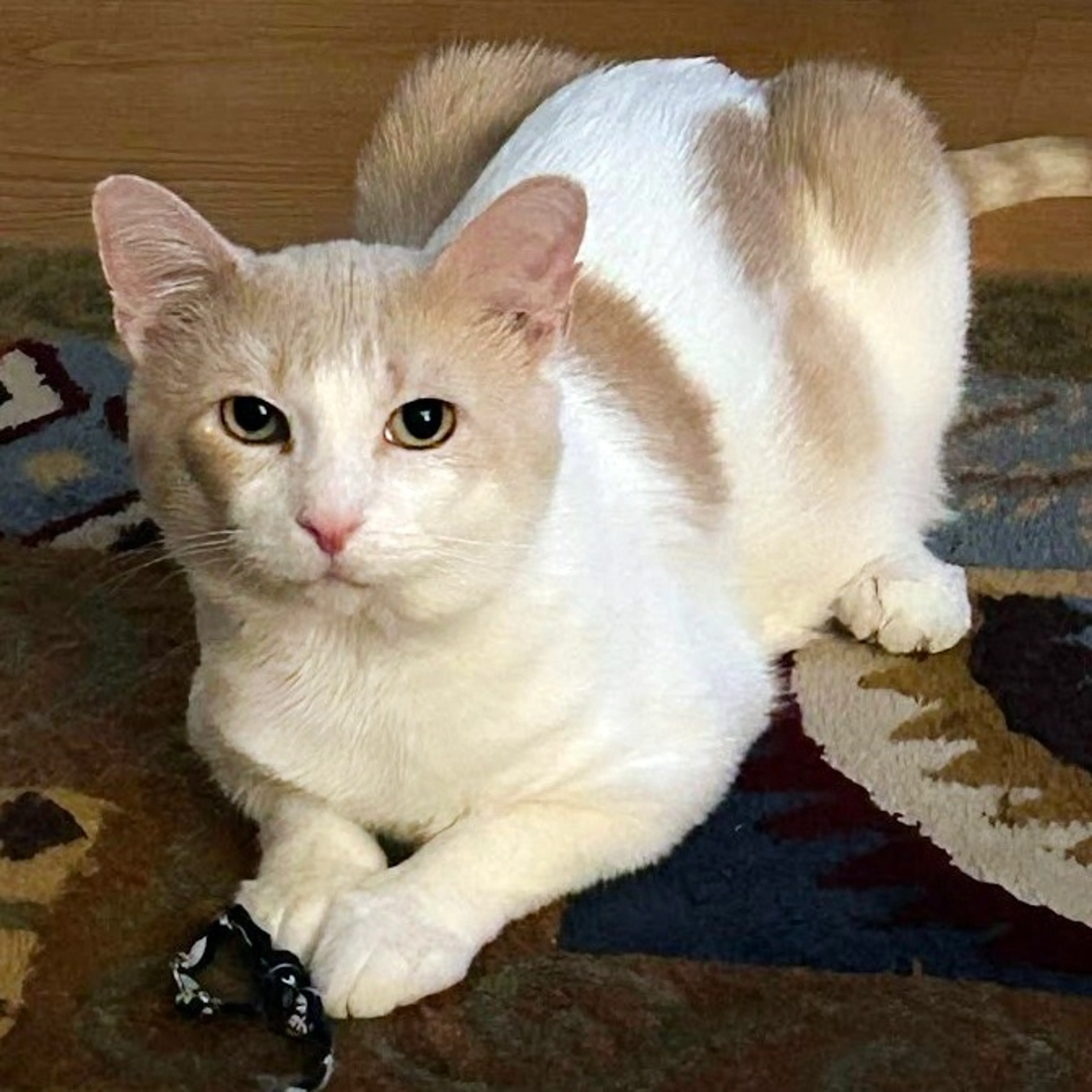 Found pet-6
