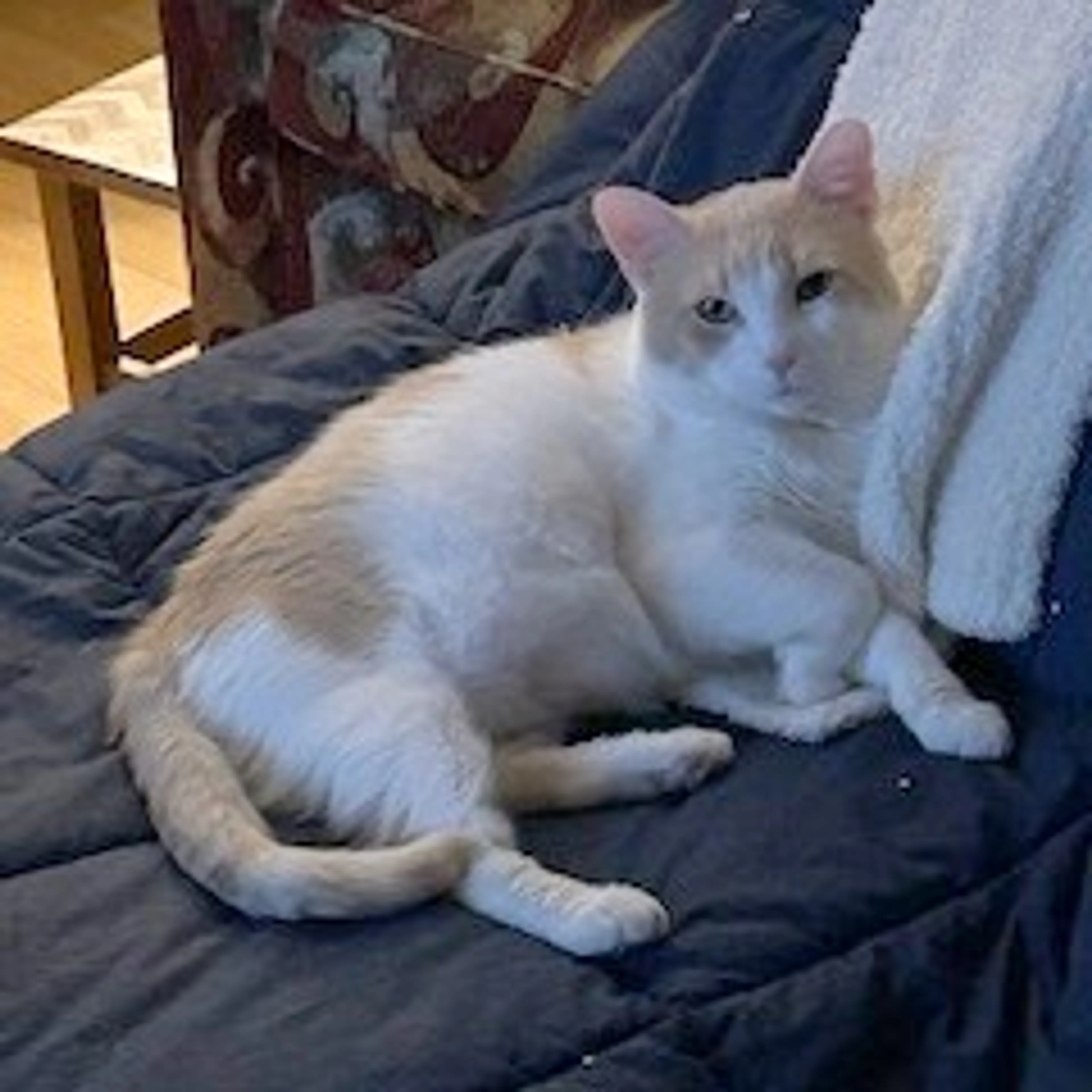 Found pet-7