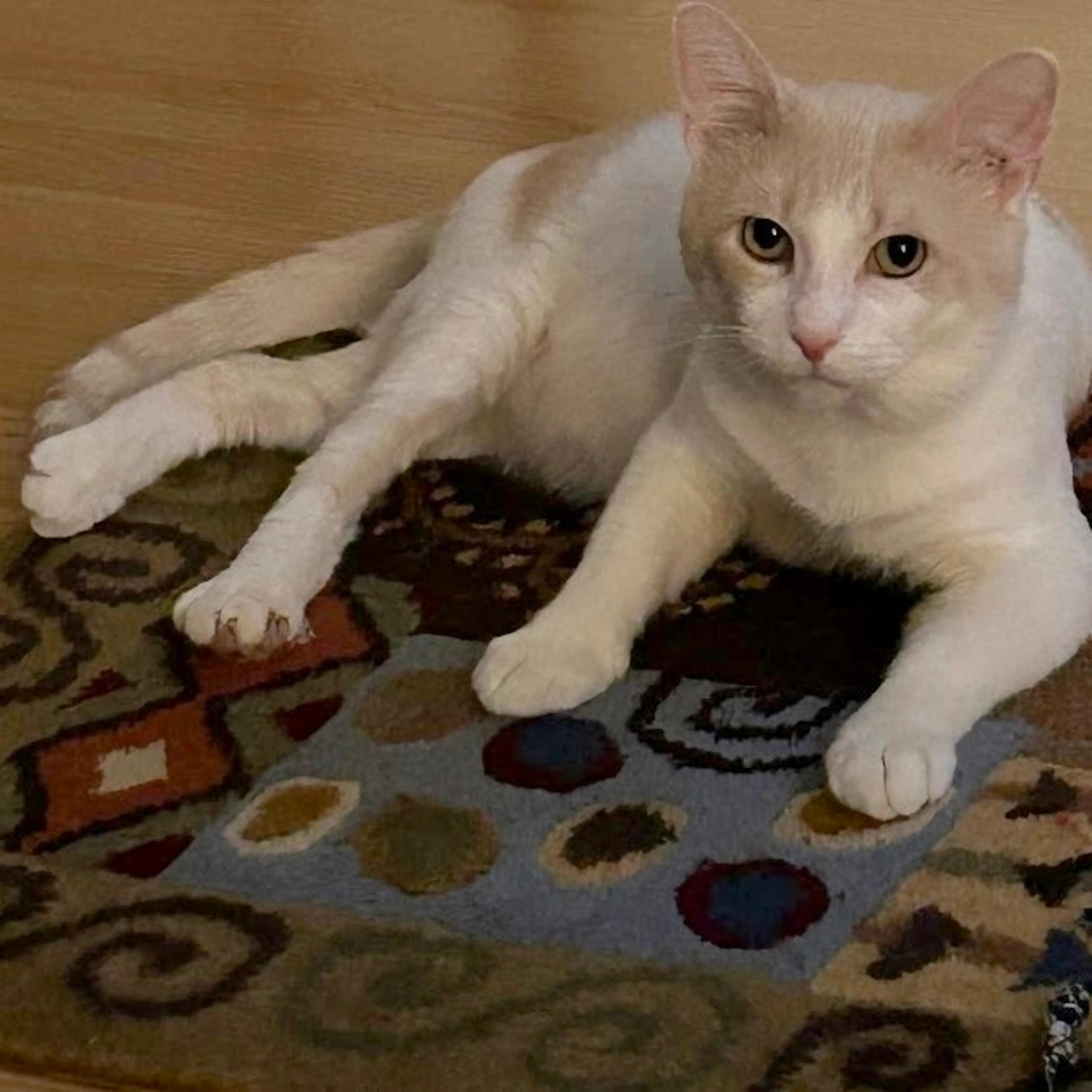 Found pet-4