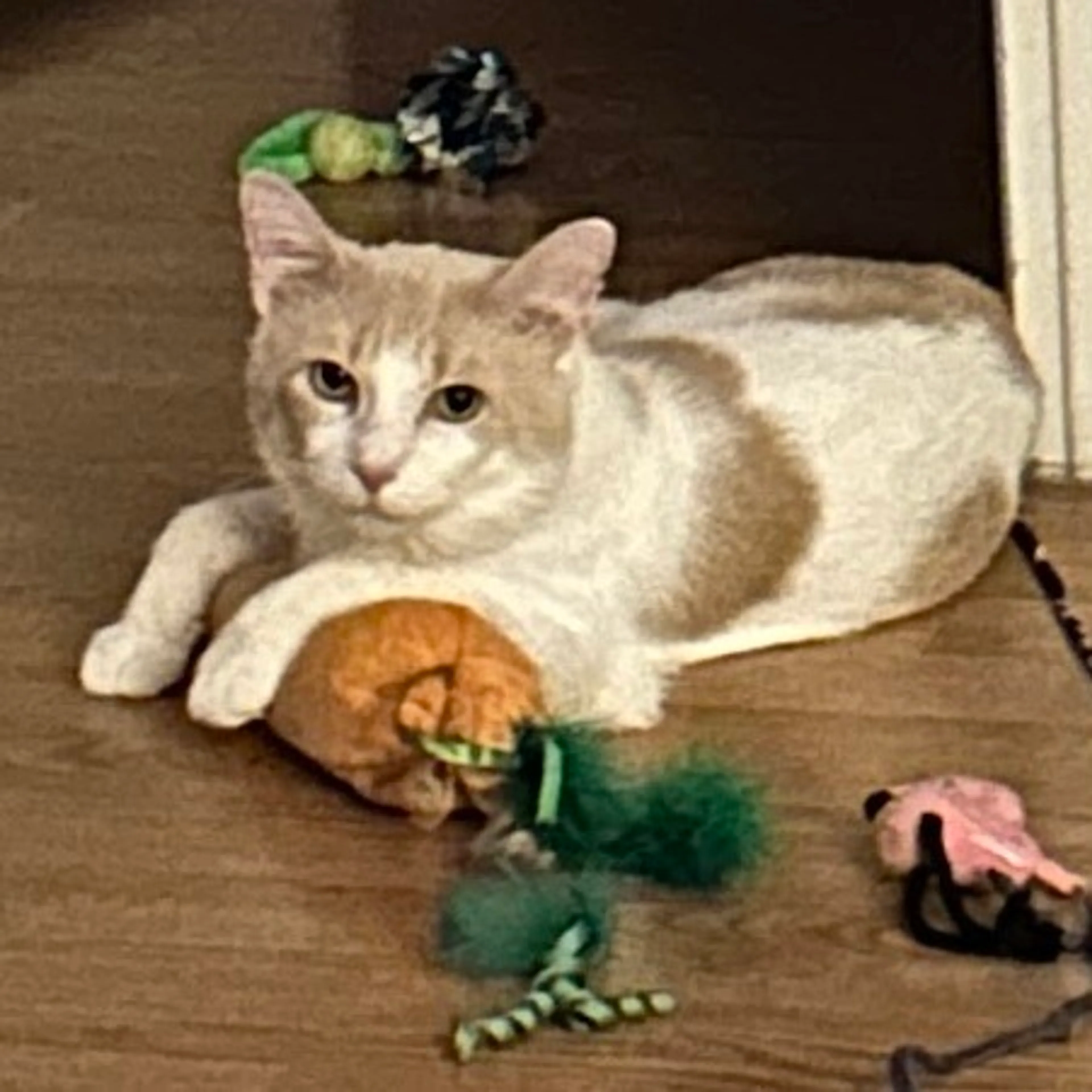 Found pet-5