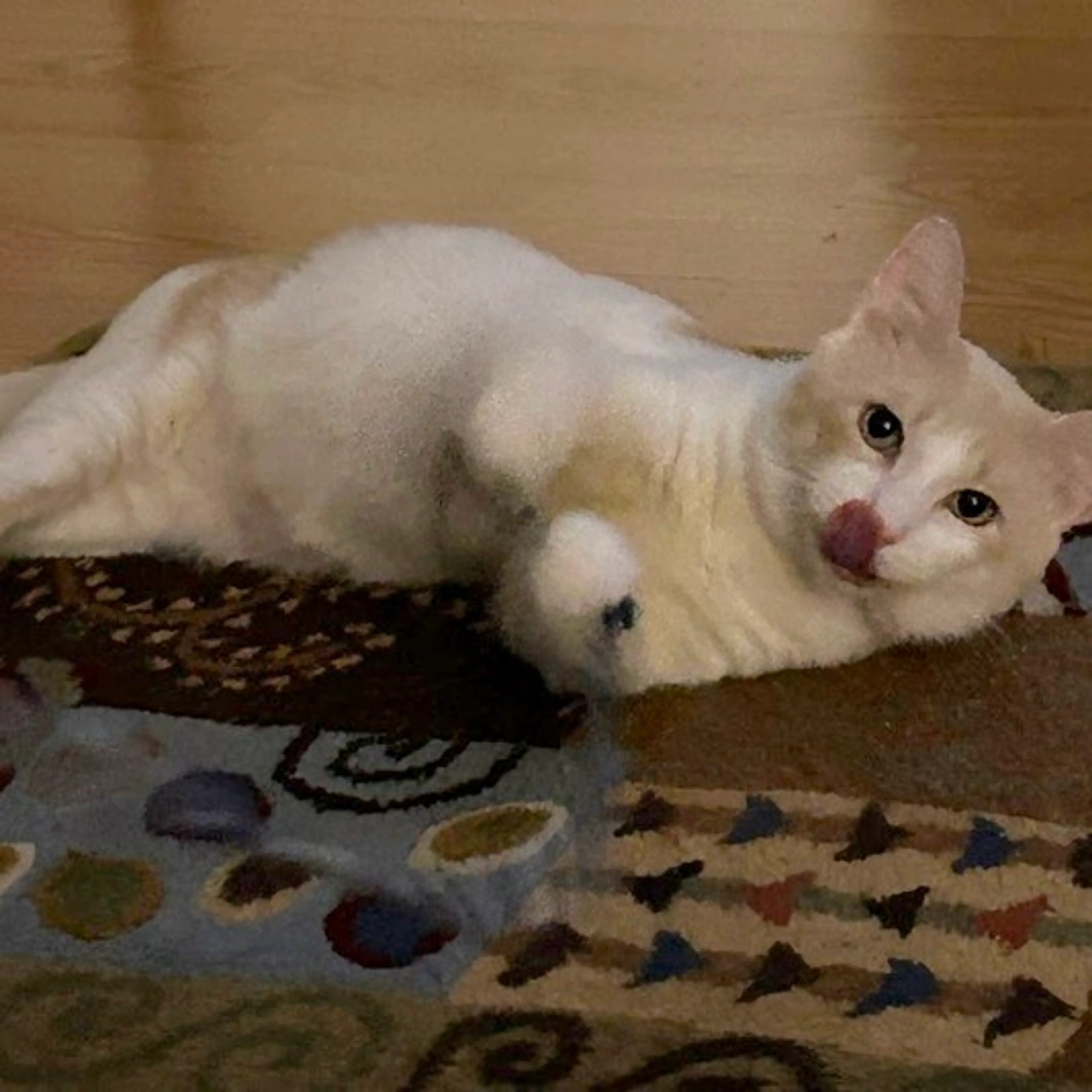 Found pet-3