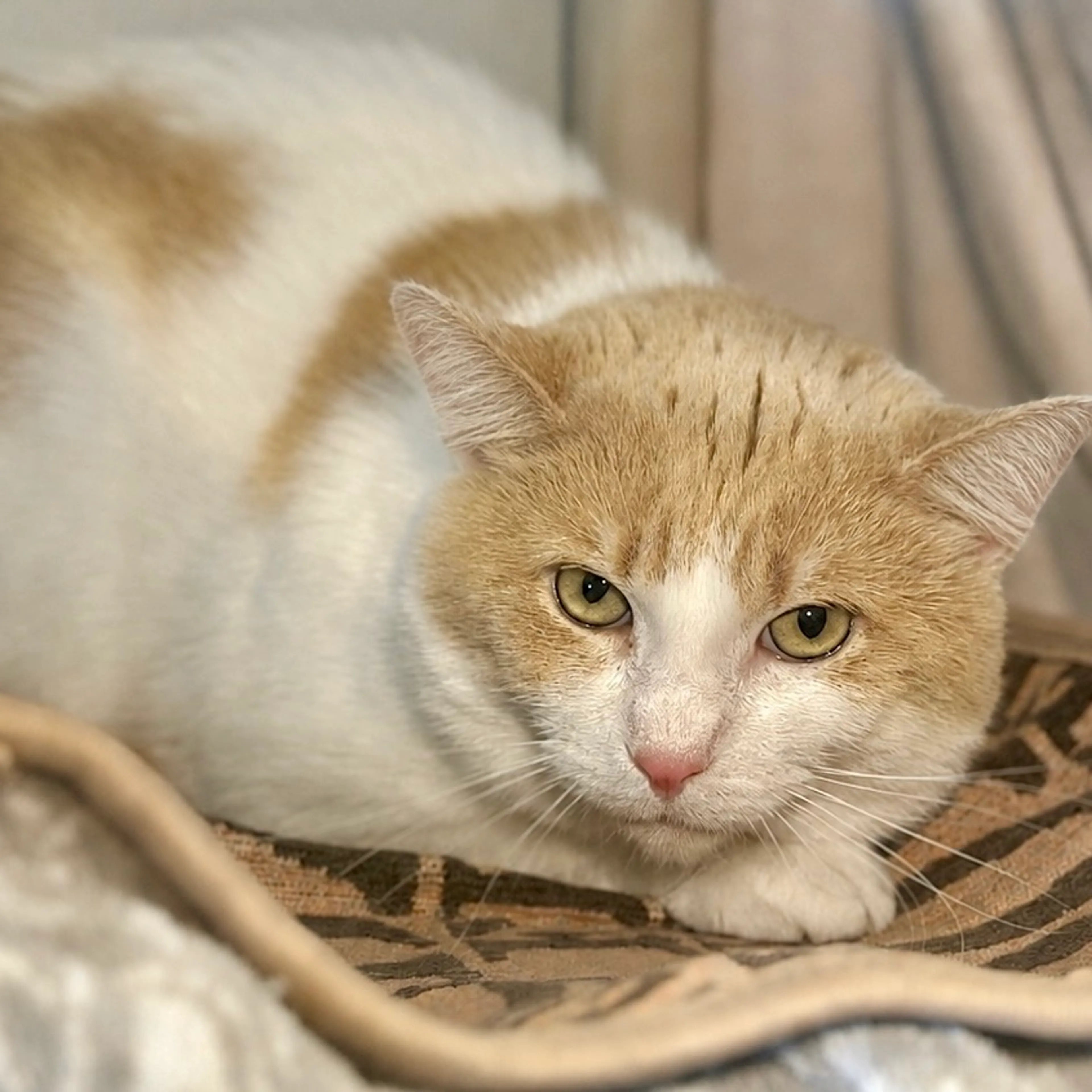 Found pet-11