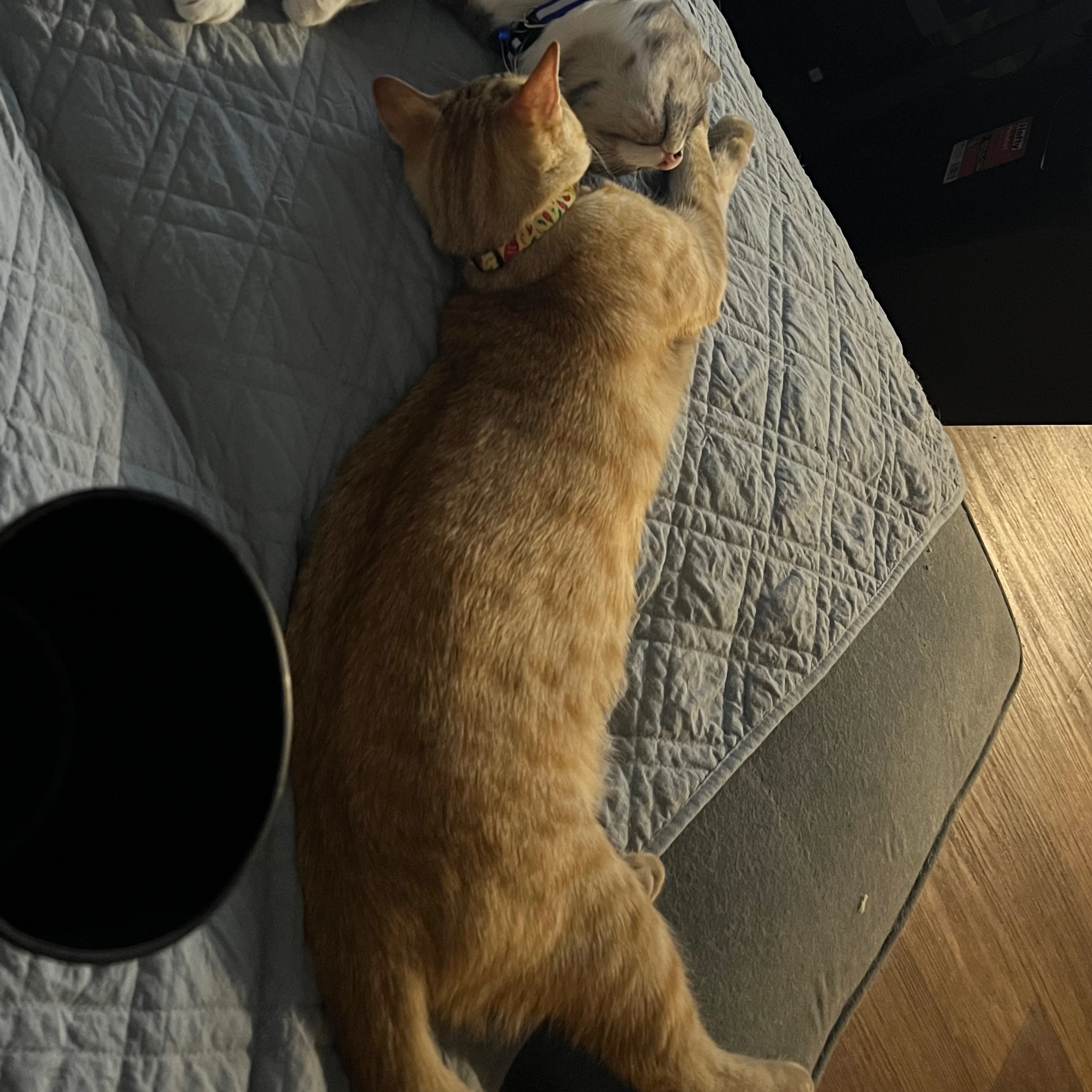 Lost pet-3