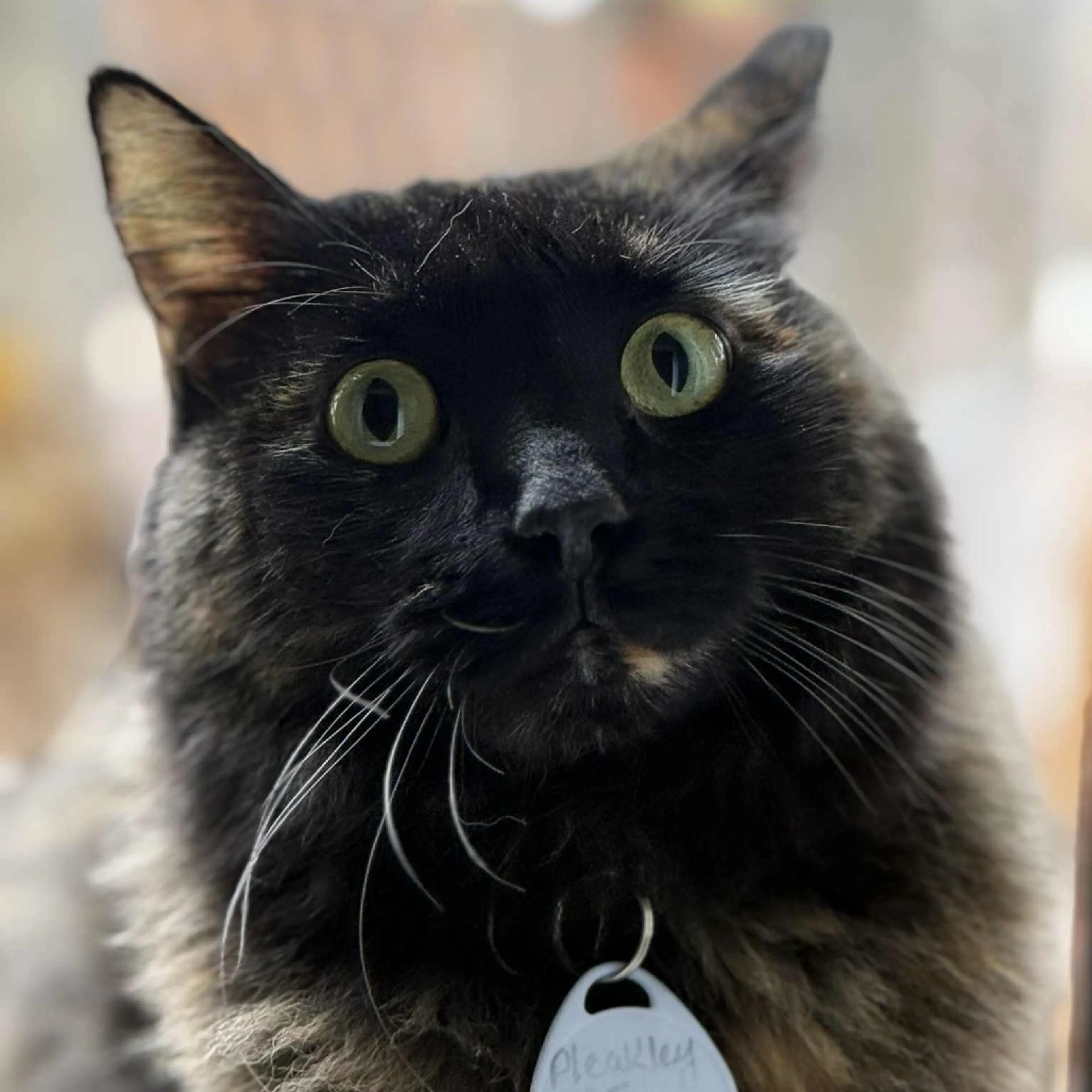 Found pet-2