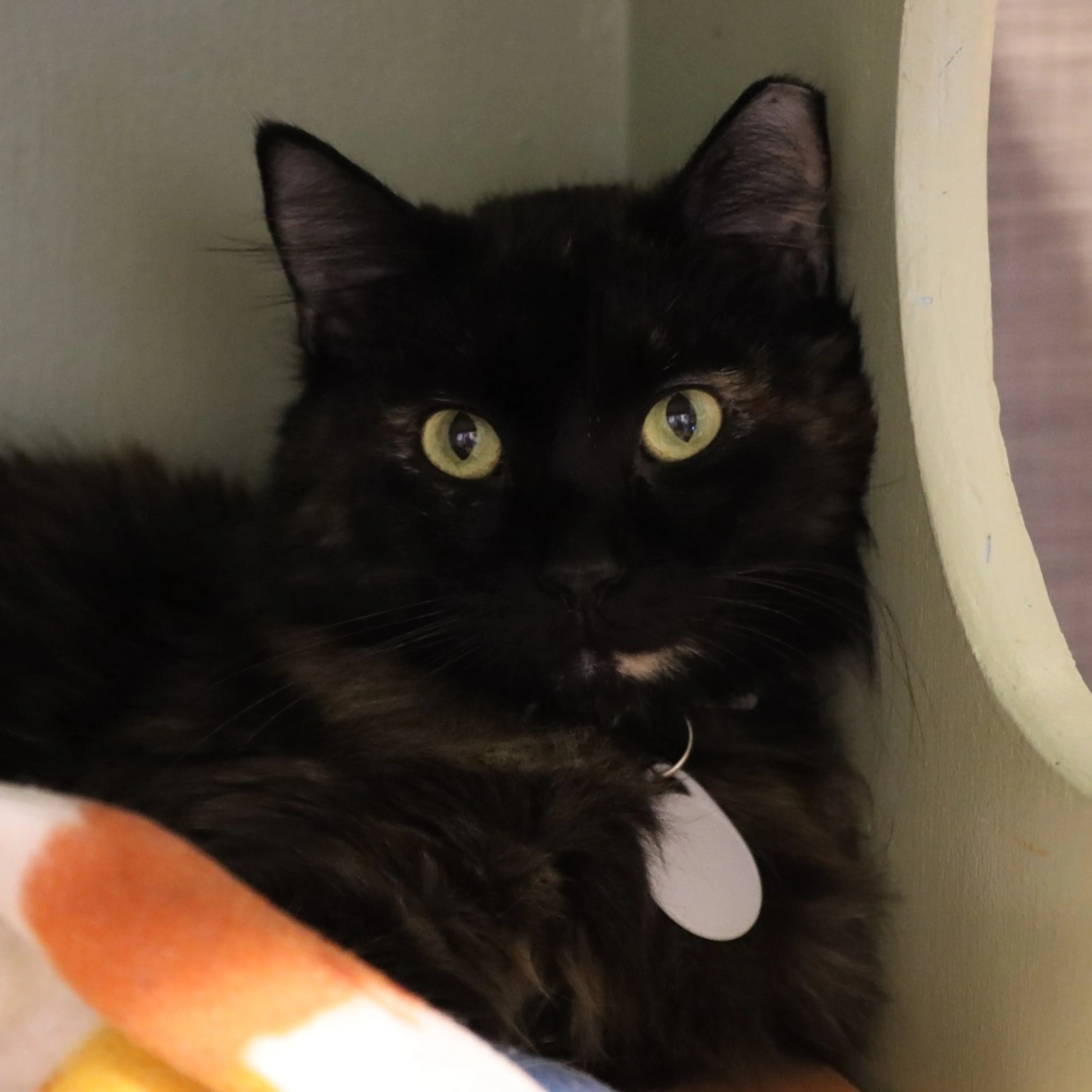 Found pet-3