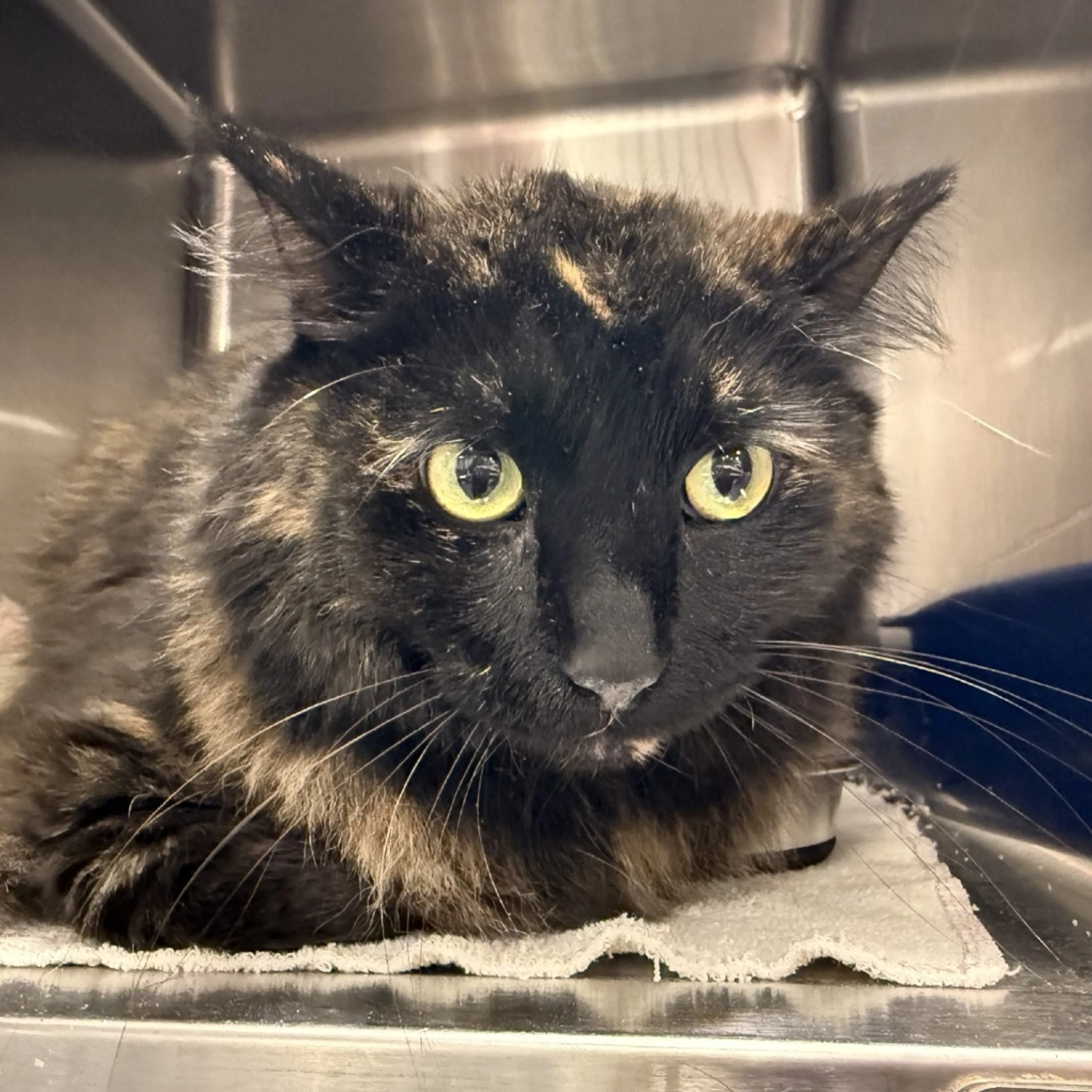 Found pet-1