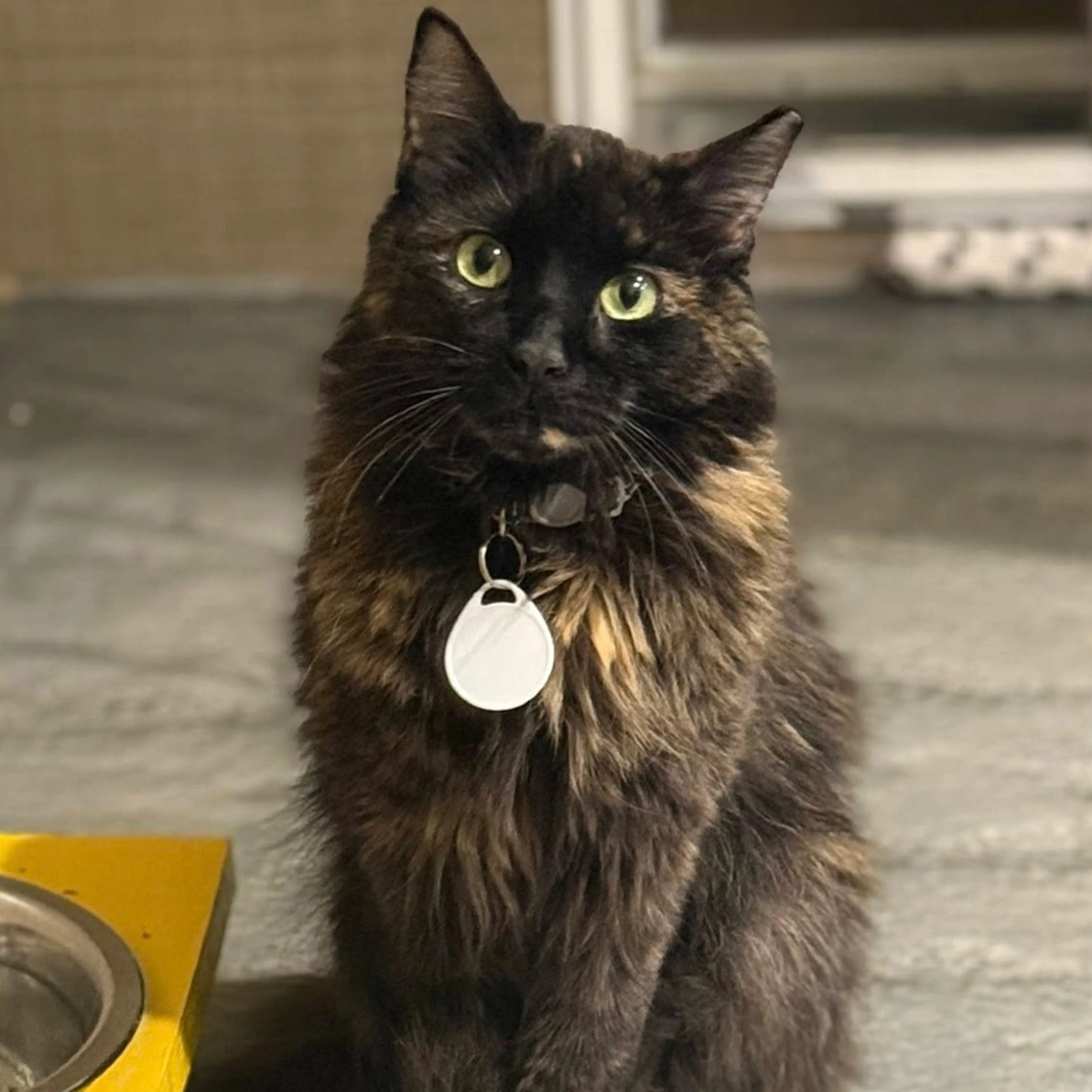 Found pet-0