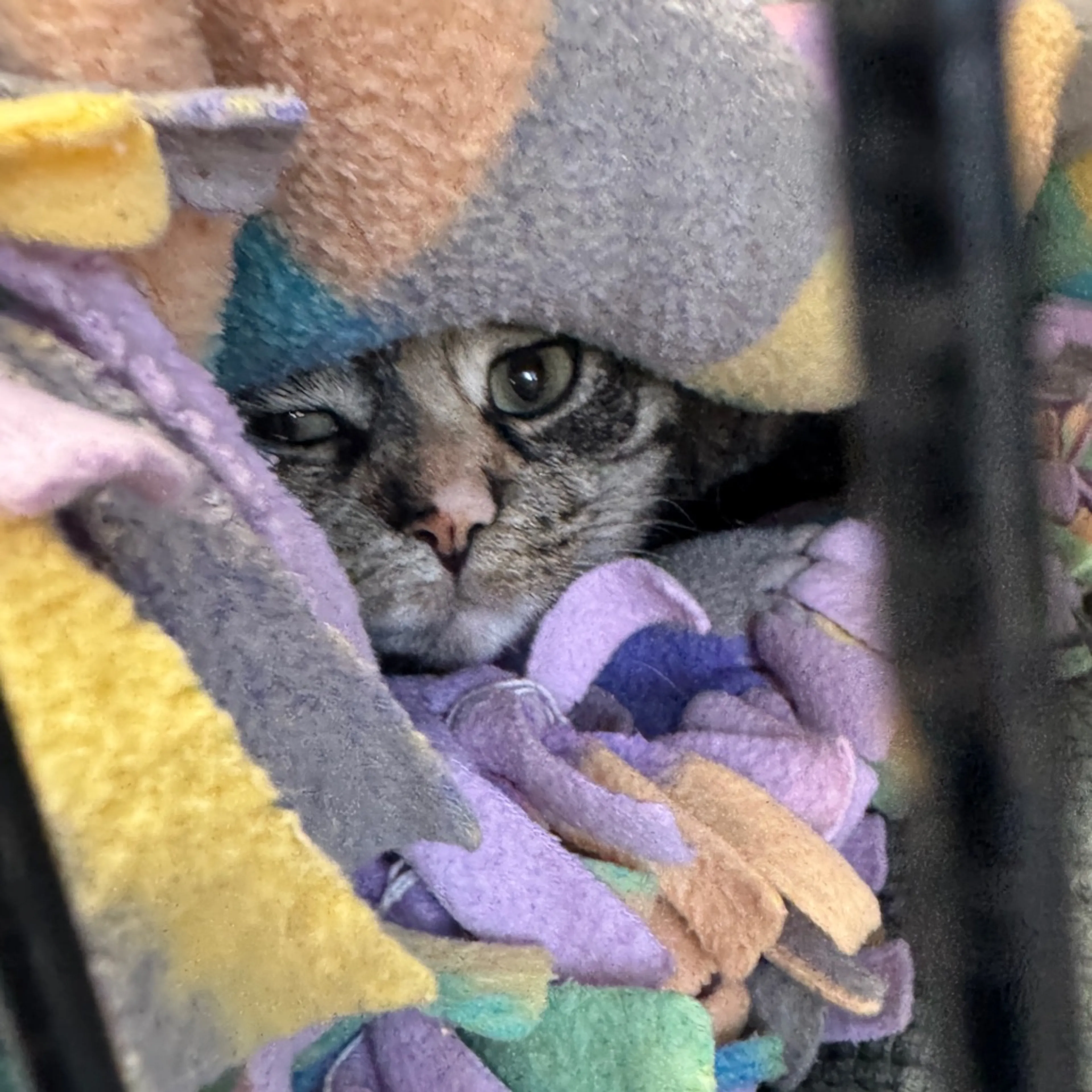 Found pet-1