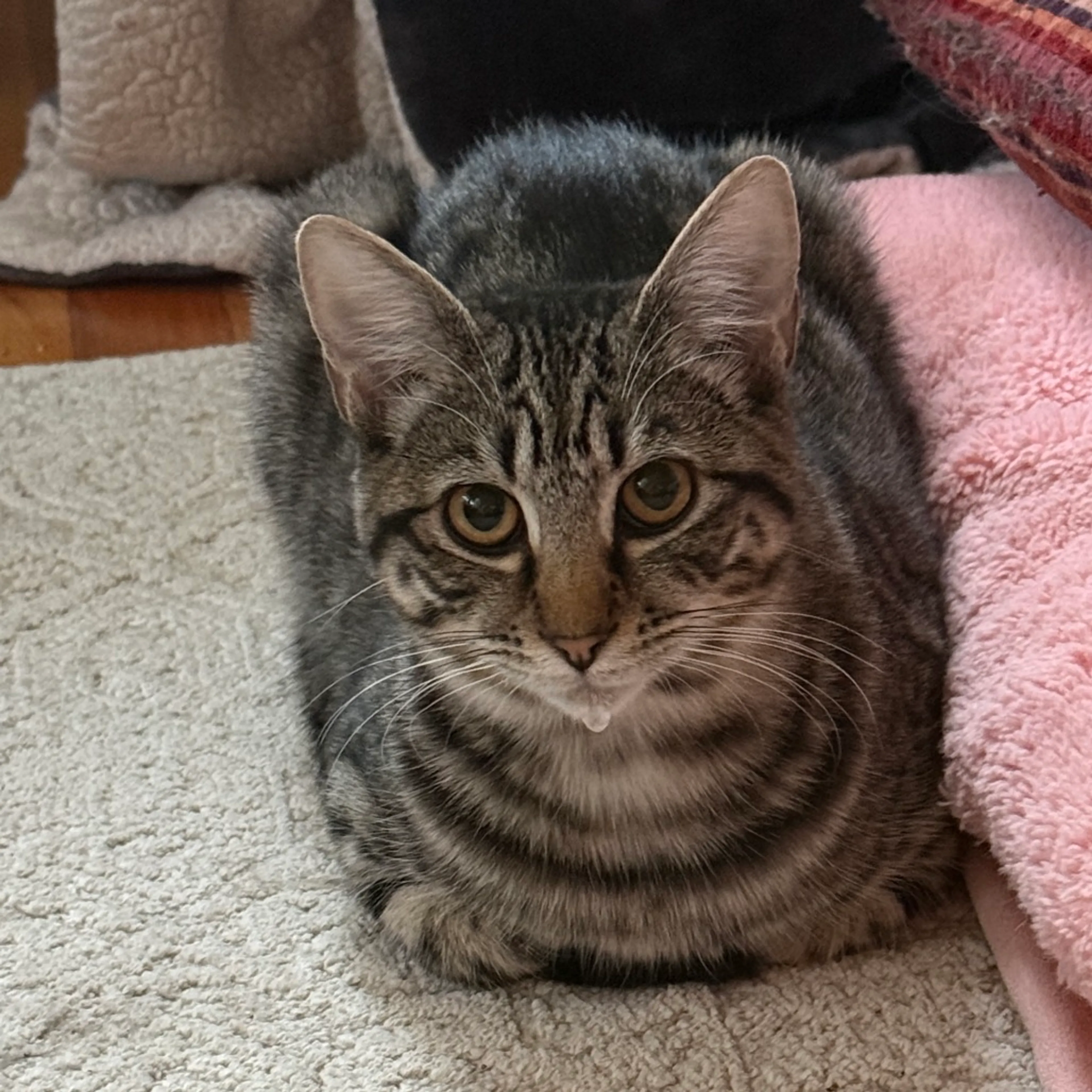 Found pet-4