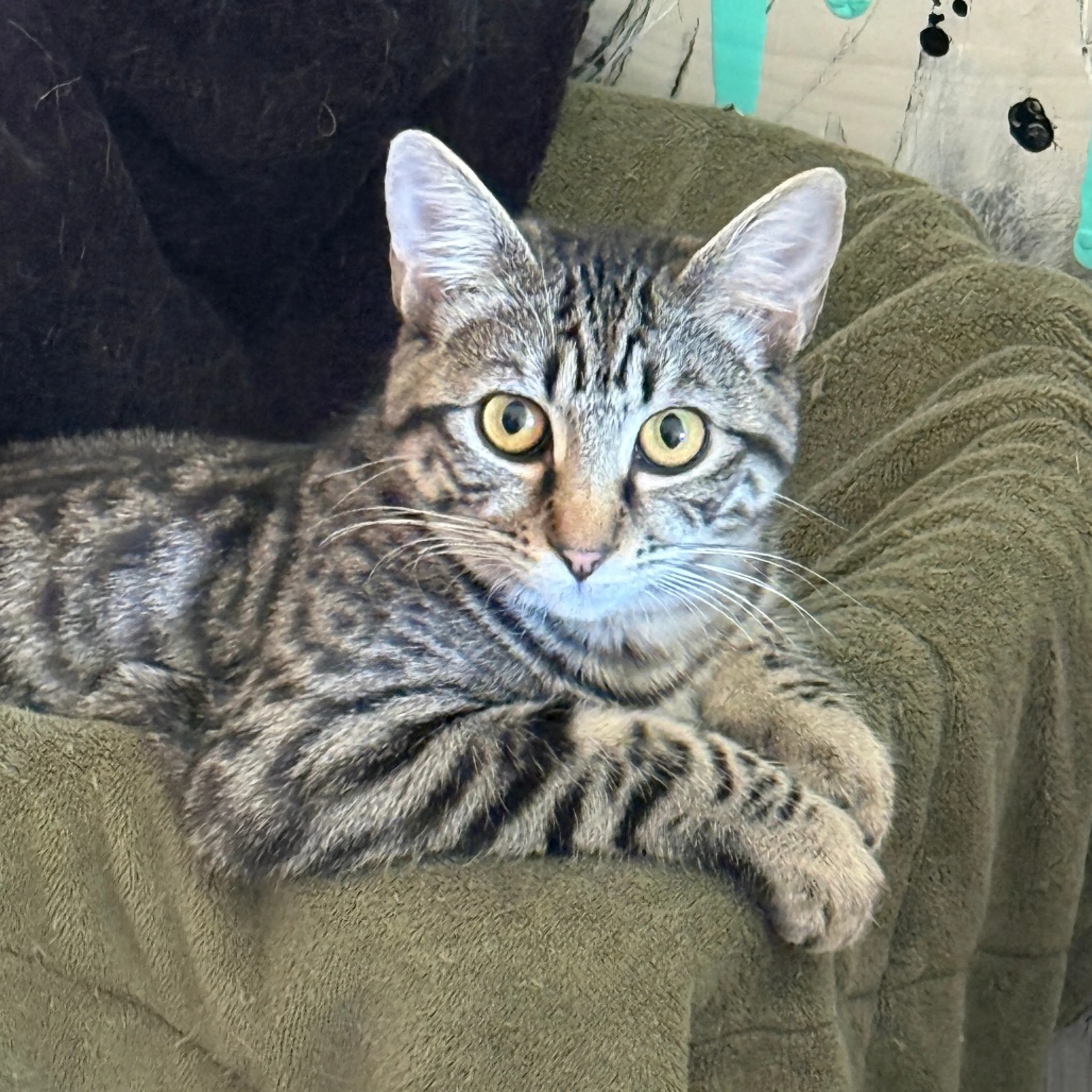 Found pet-1