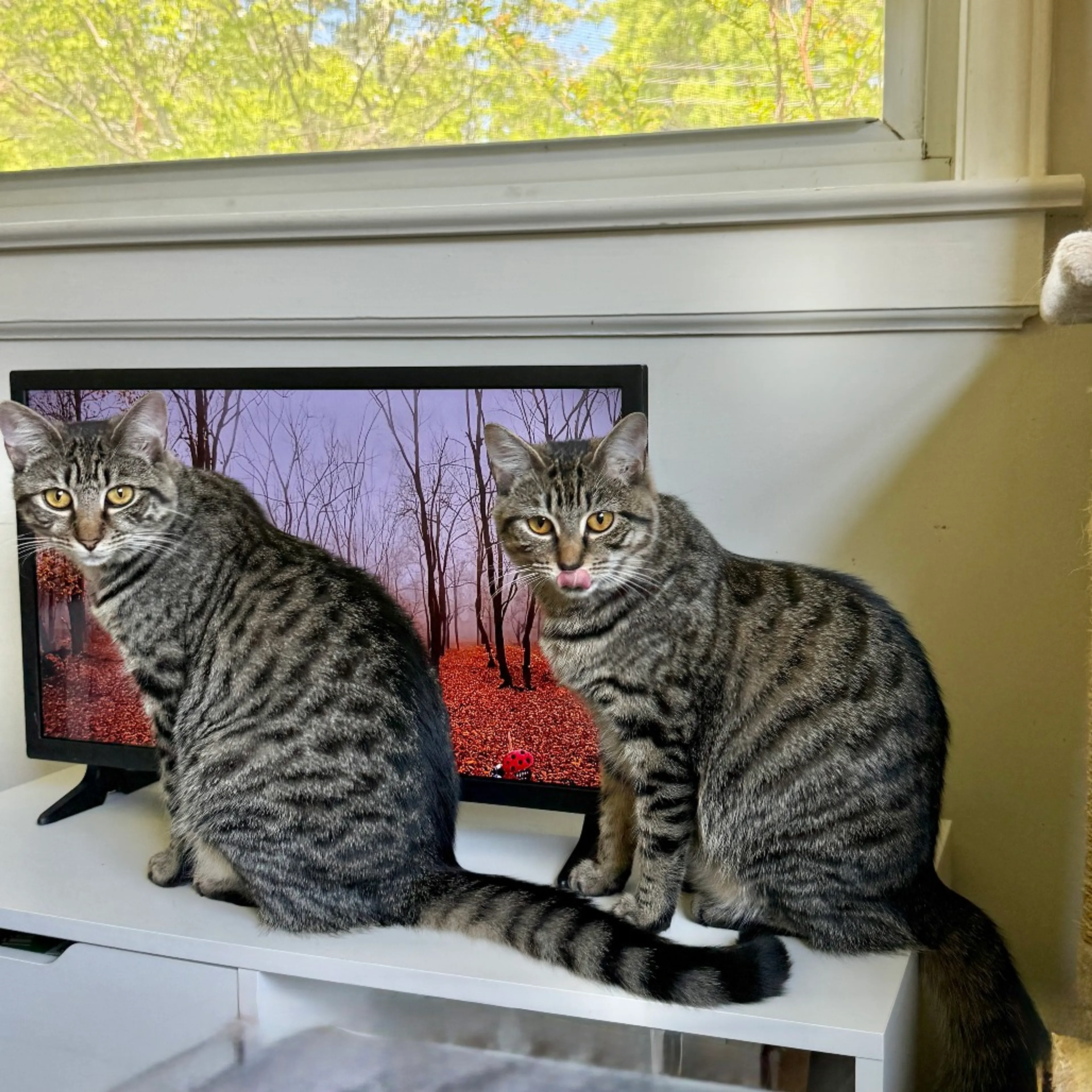 Found pet-2
