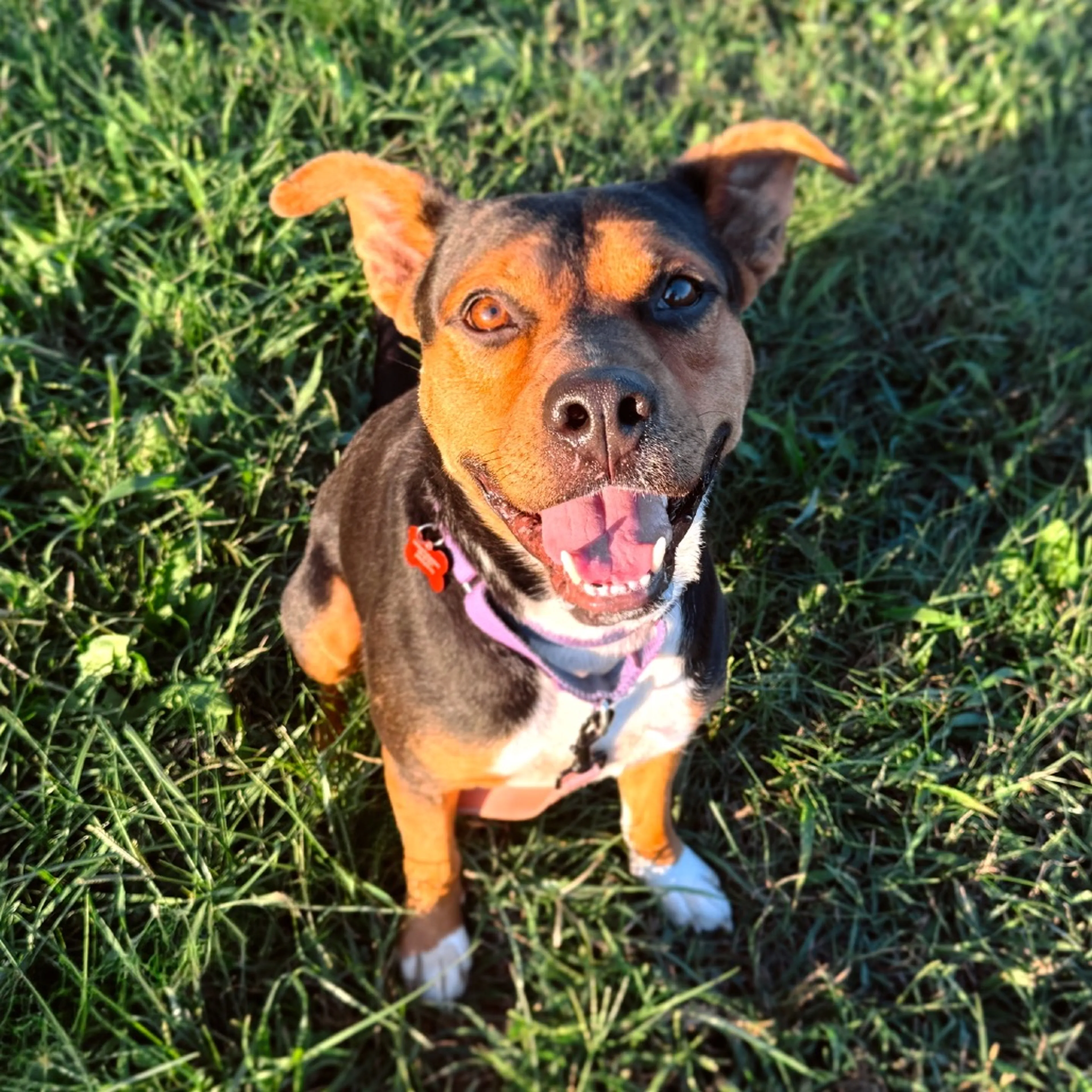 Found pet-3