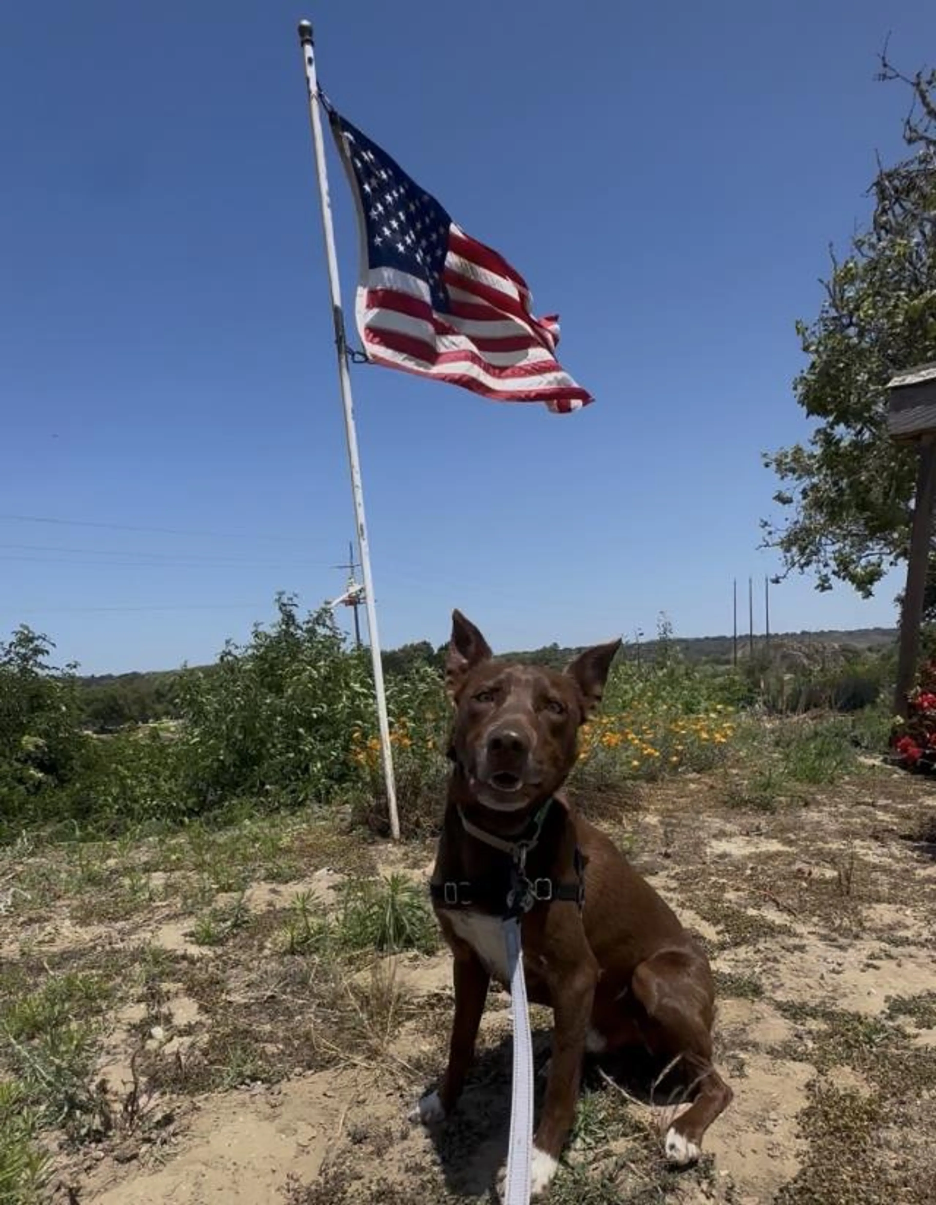 Found pet