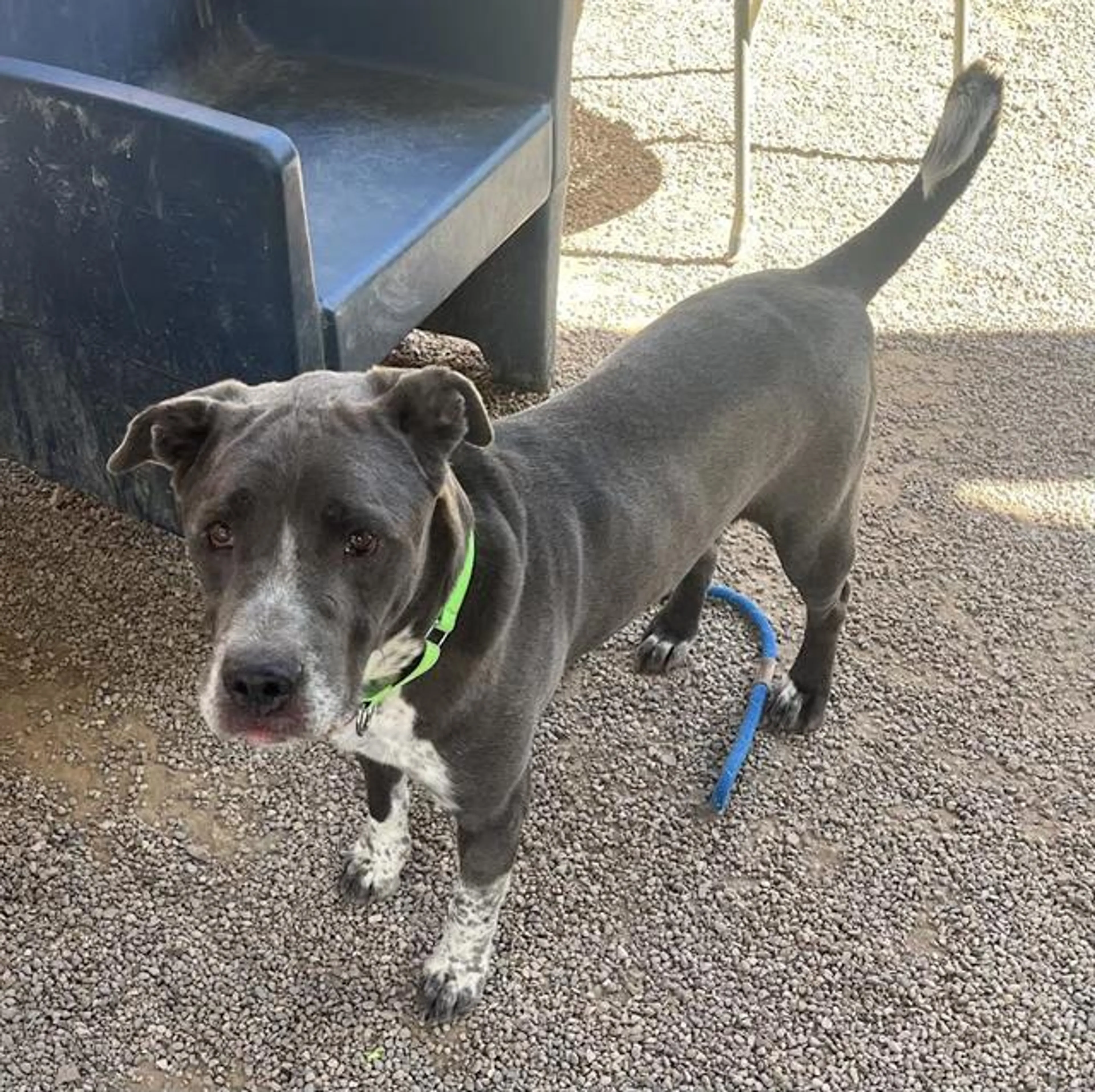Found pet