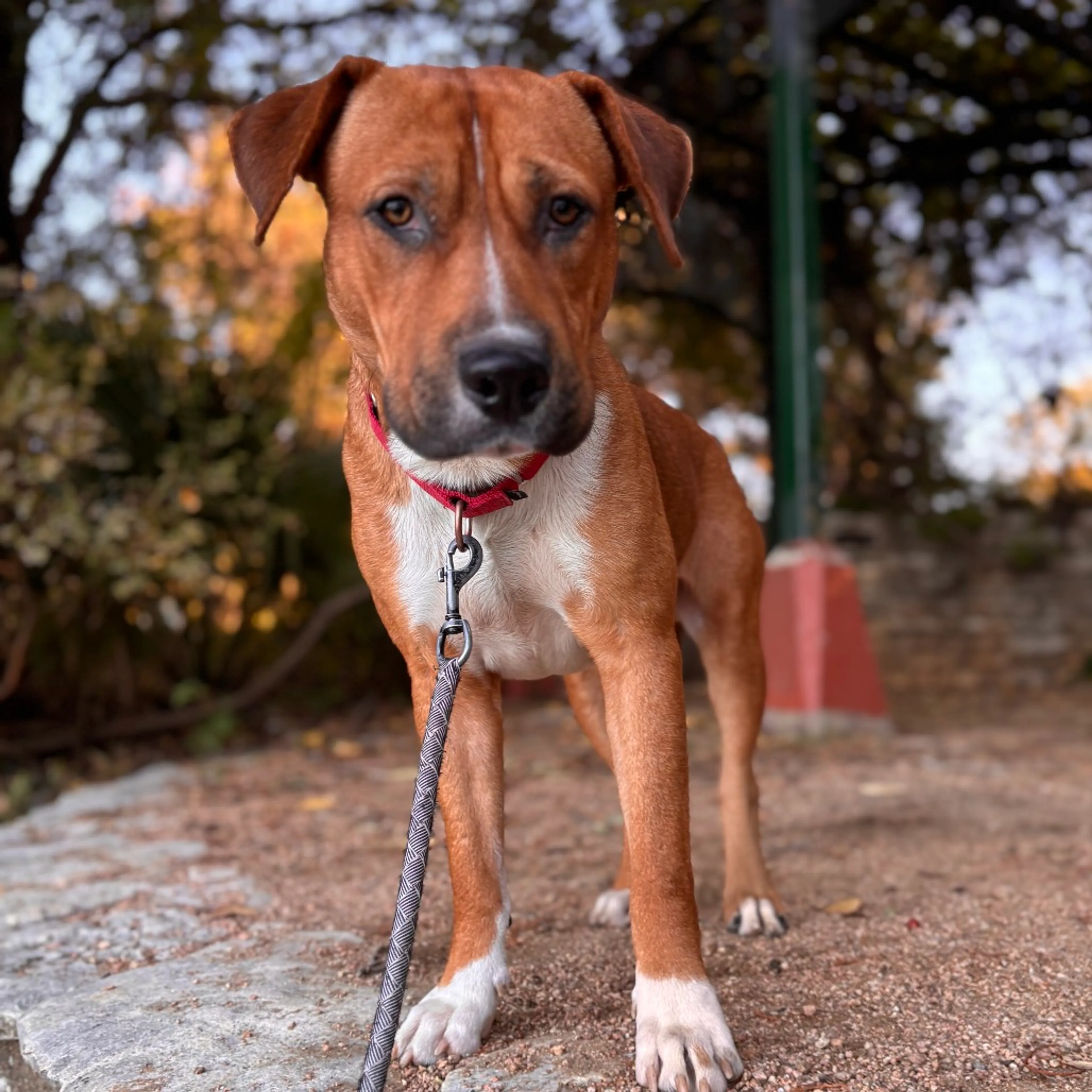 Found pet-4