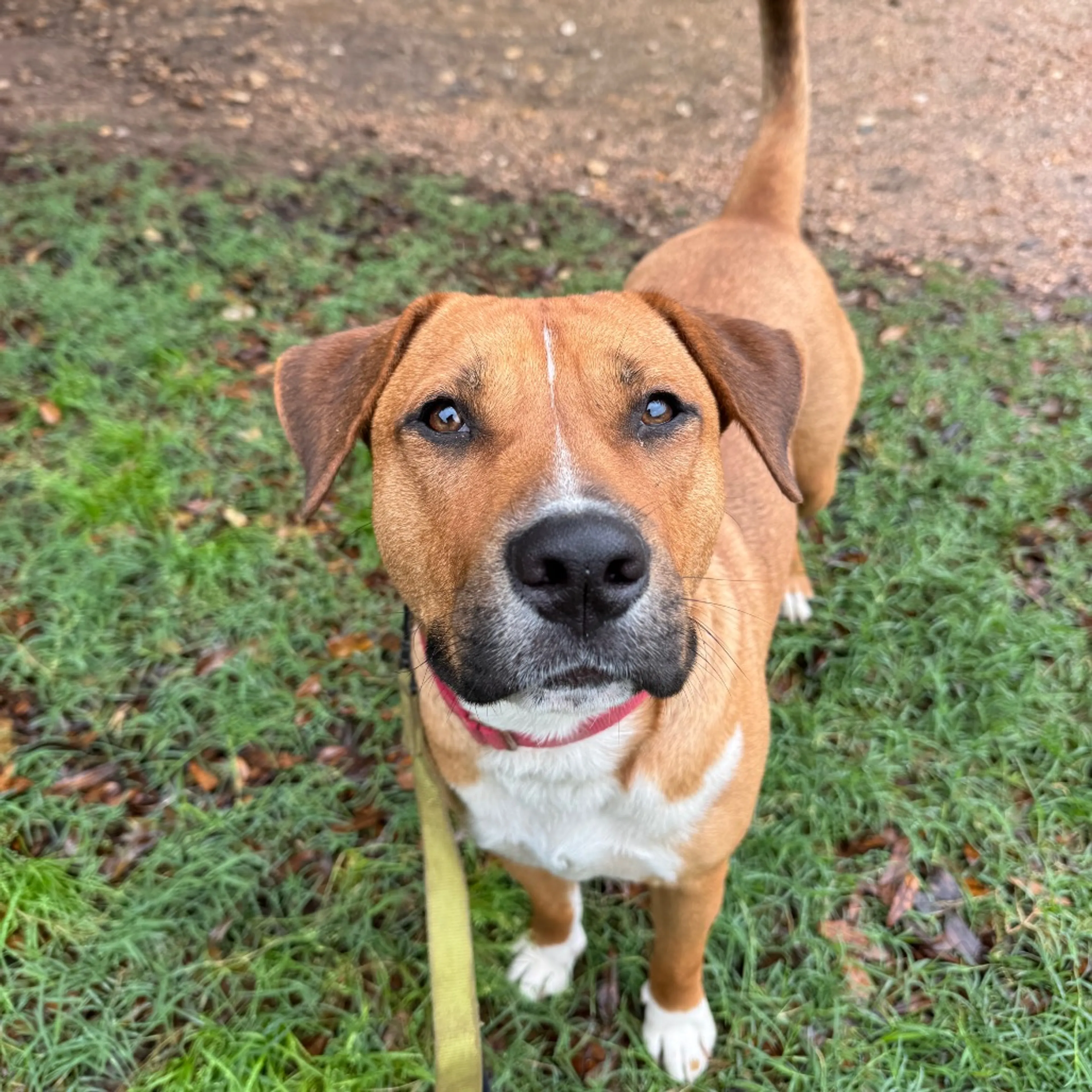 Found pet-20