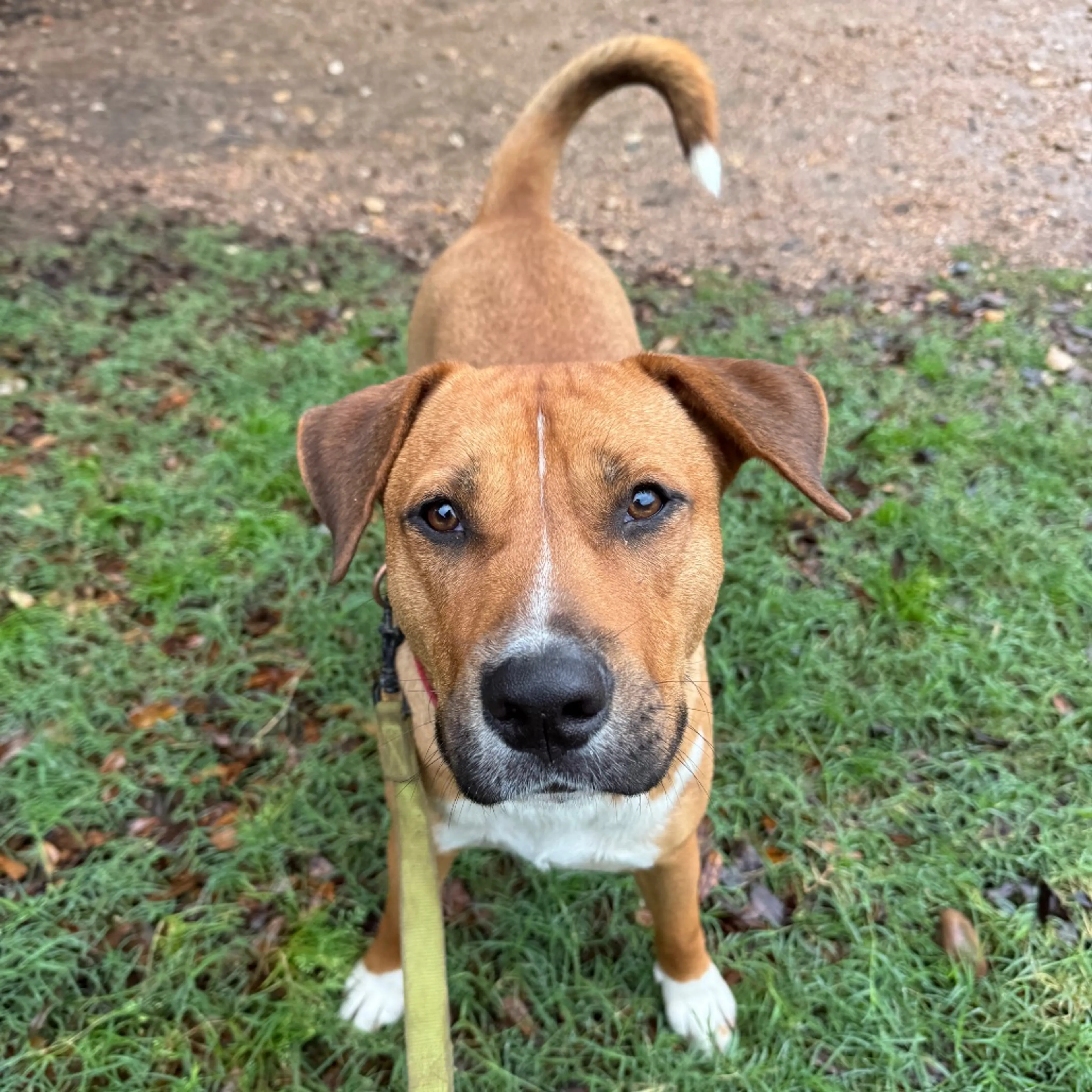 Found pet-19