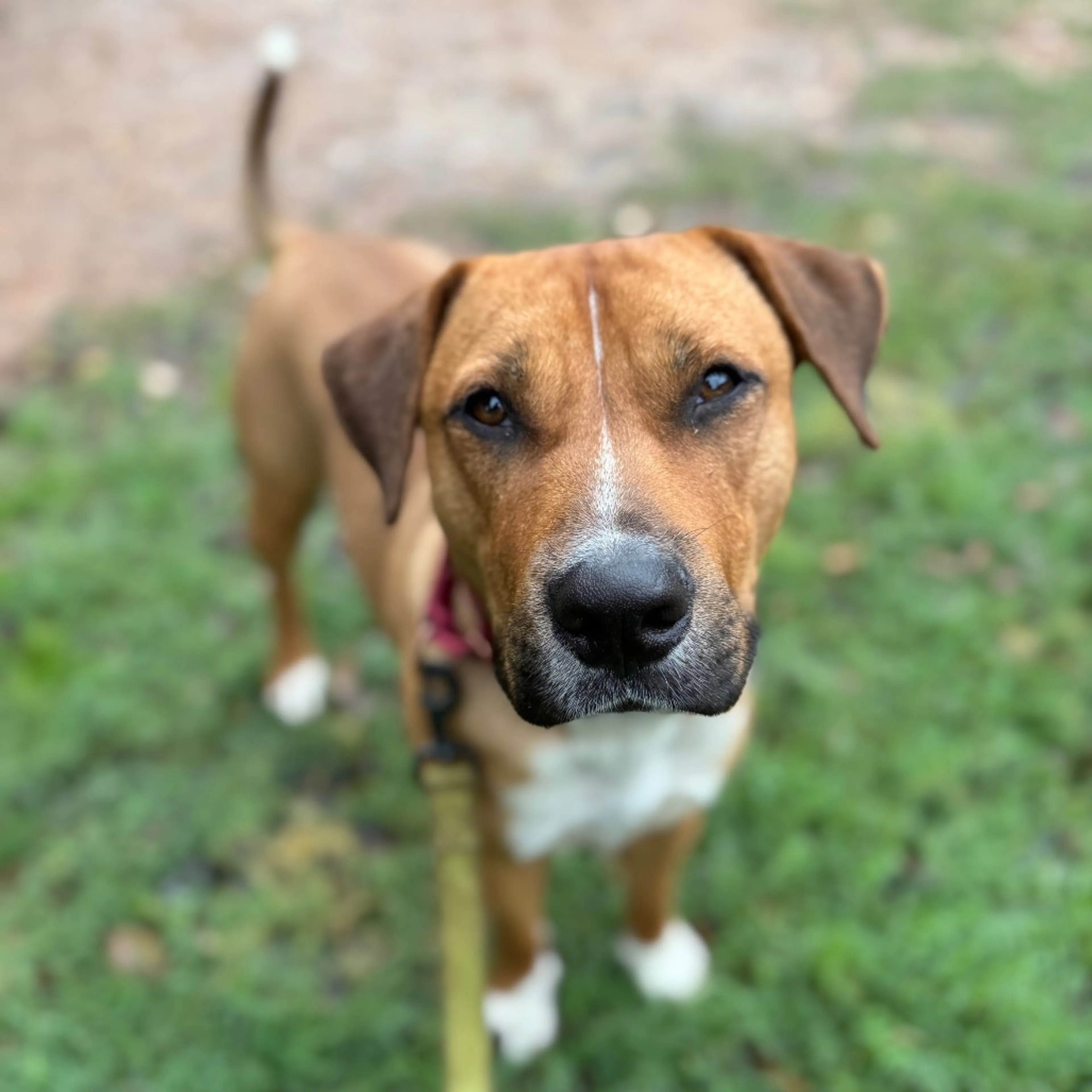 Found pet-18