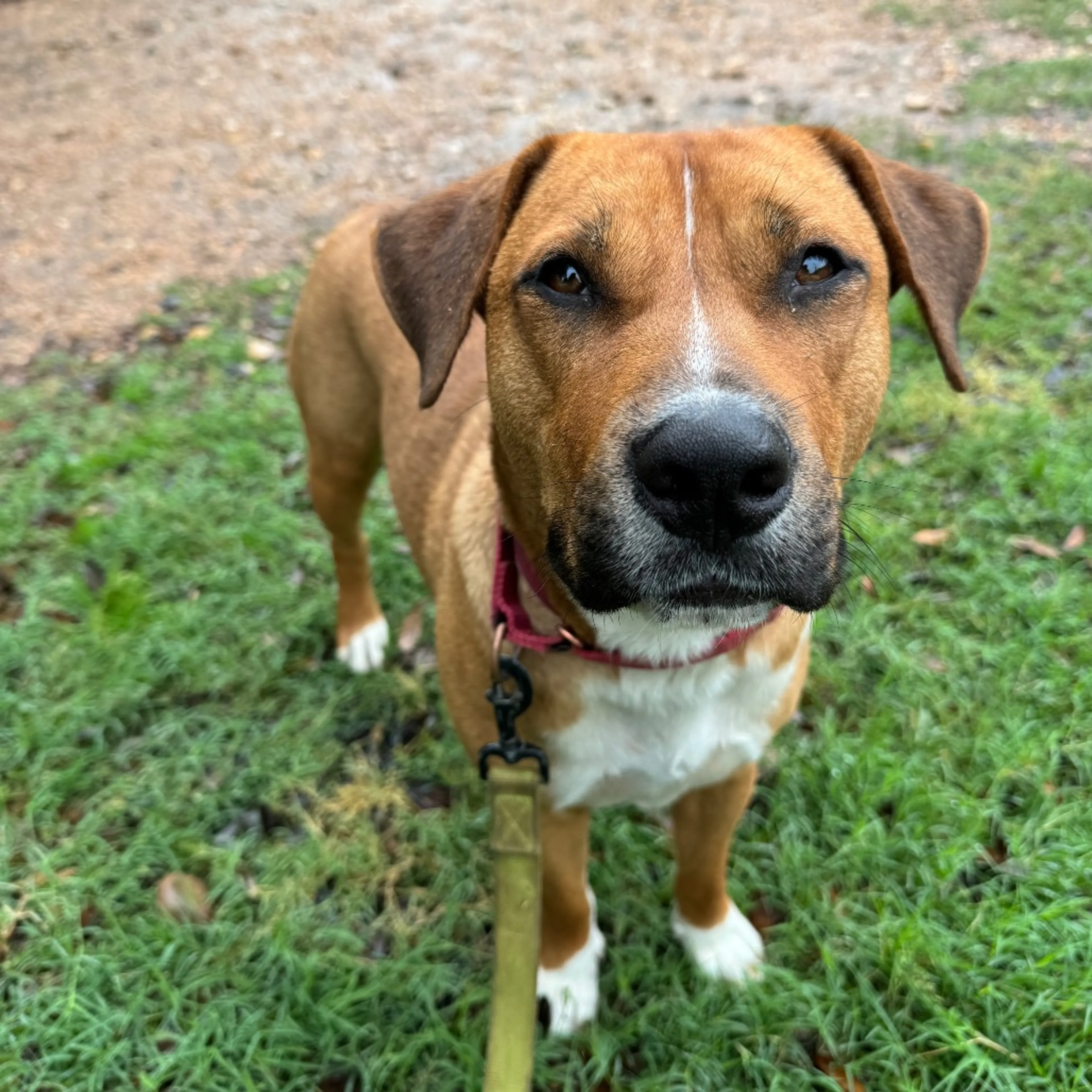 Found pet-17