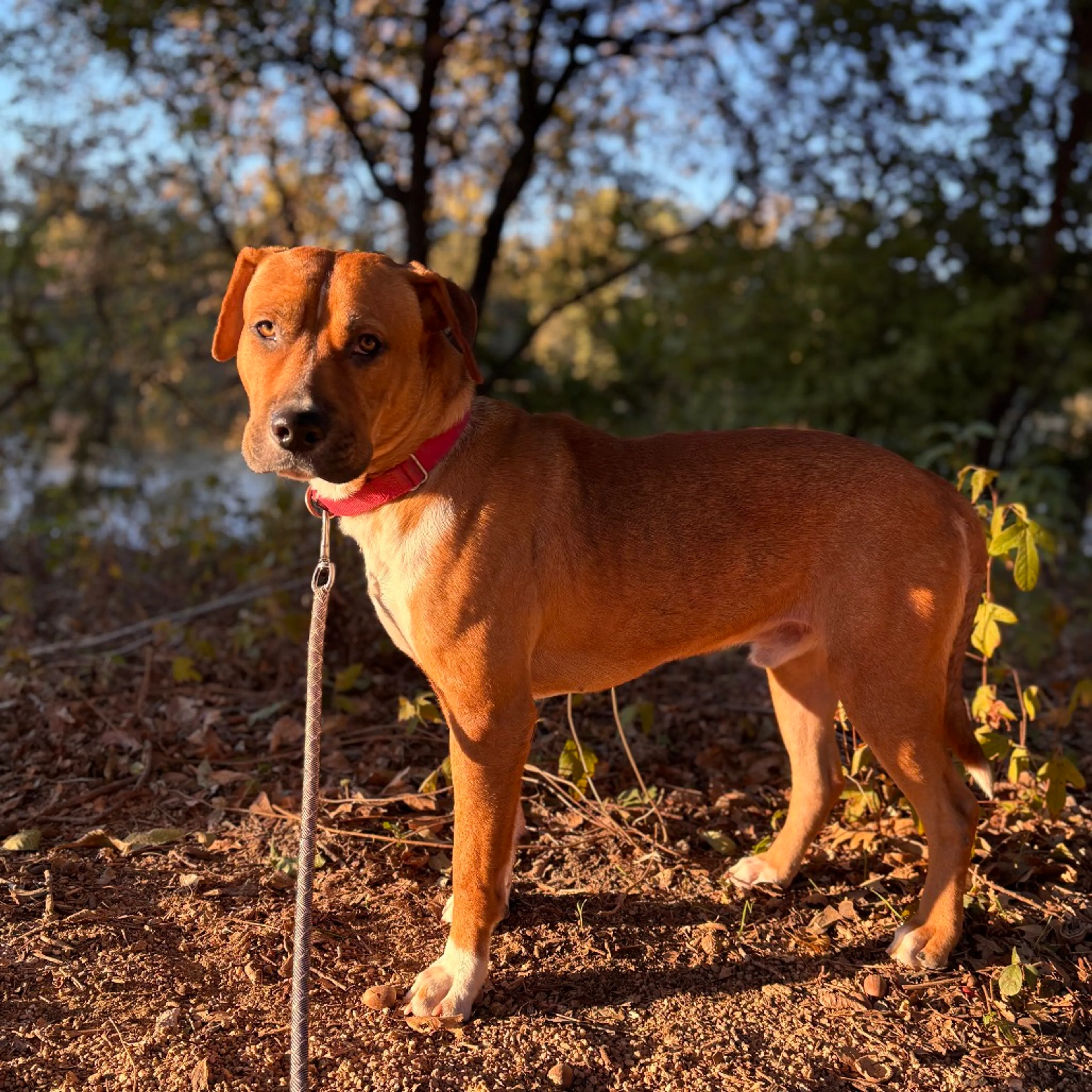 Found pet-3