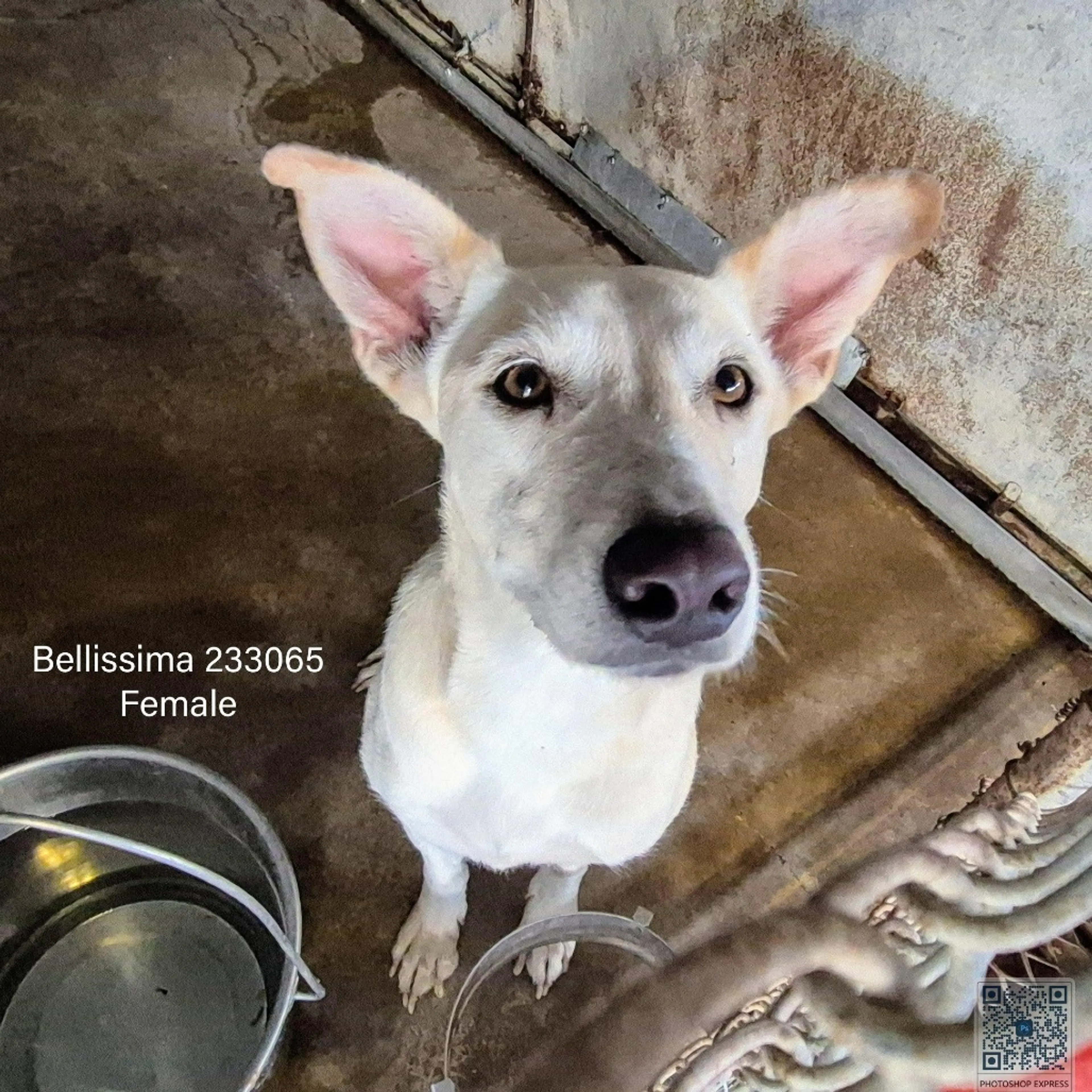Found pet-2