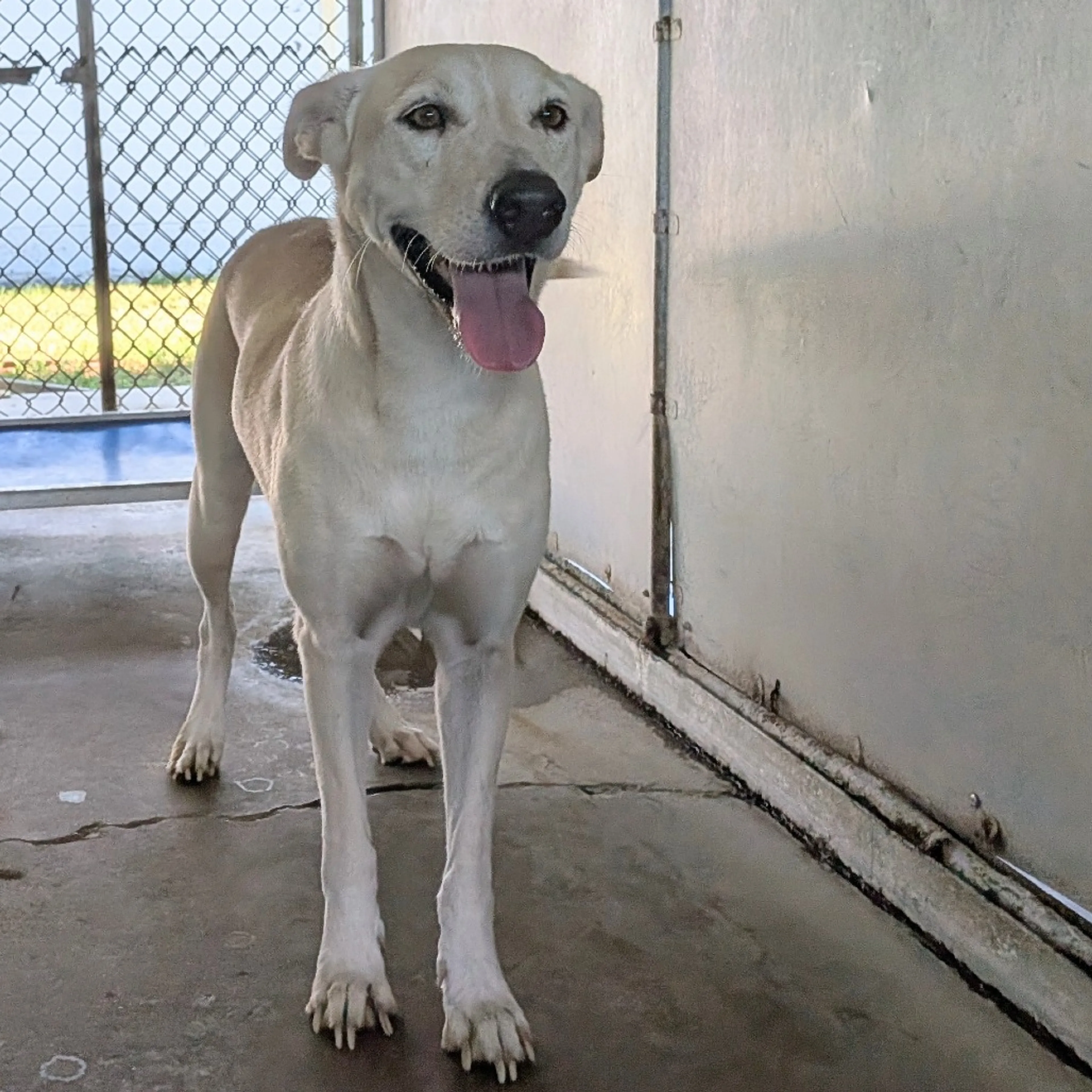 Found pet-3