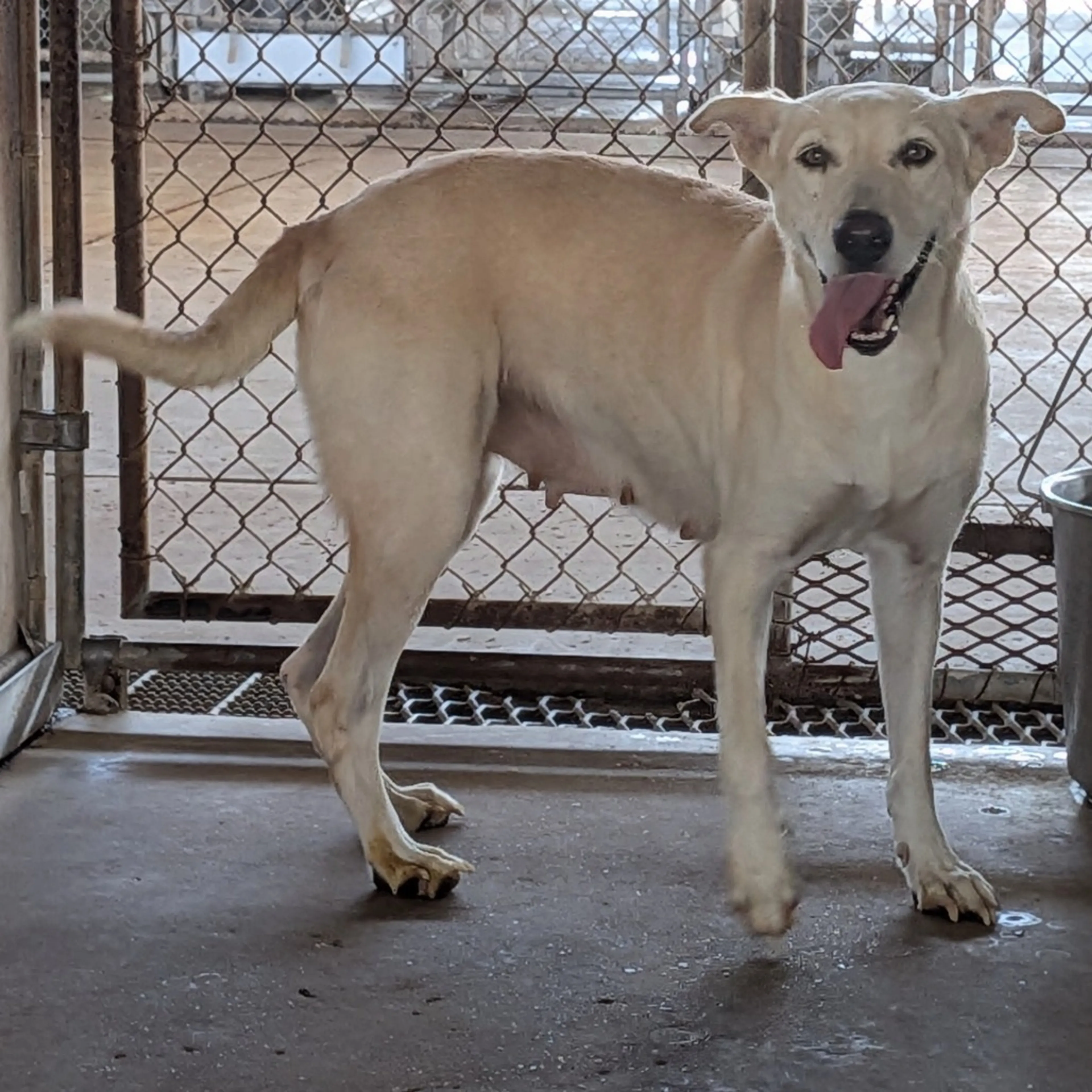 Found pet-4