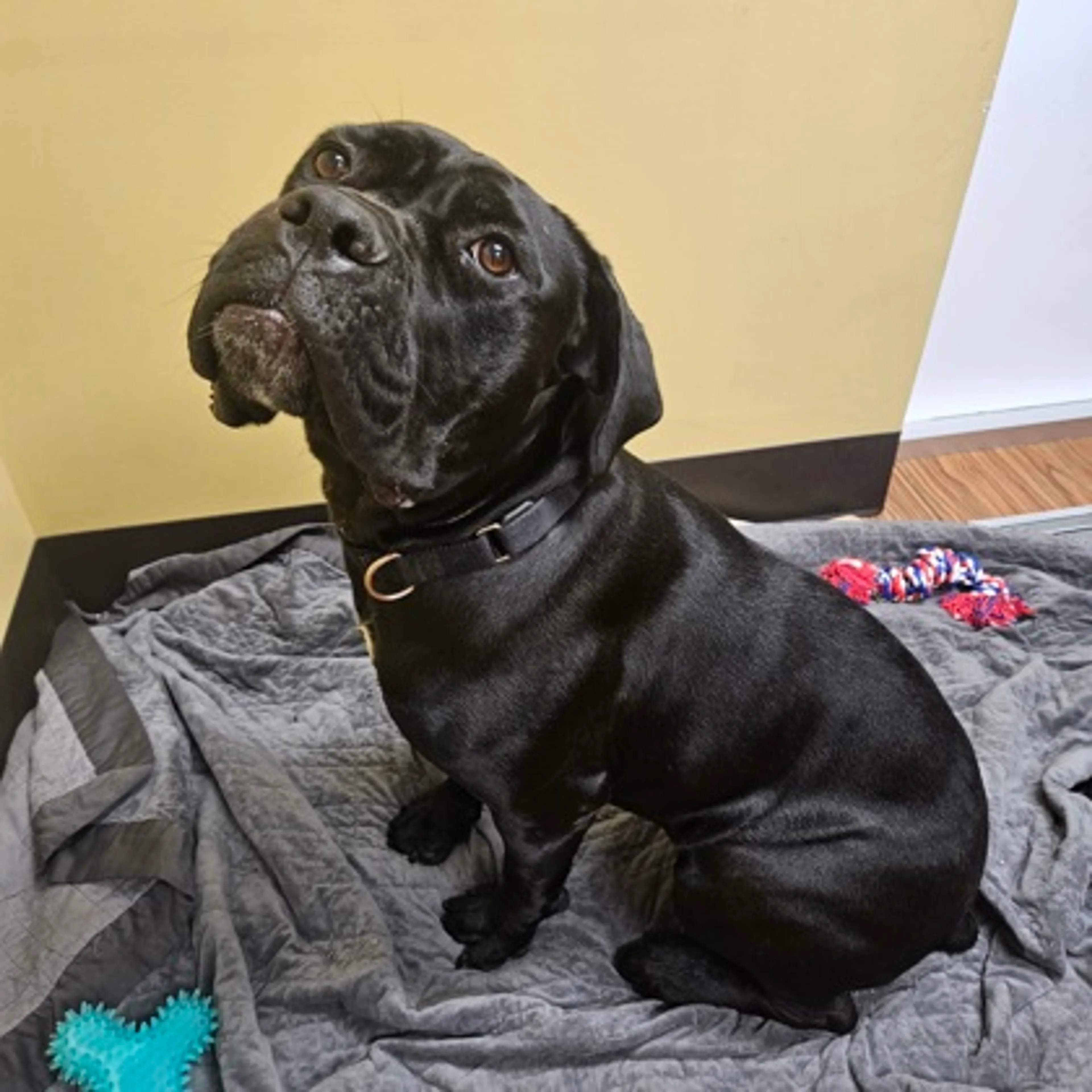 Found pet-1