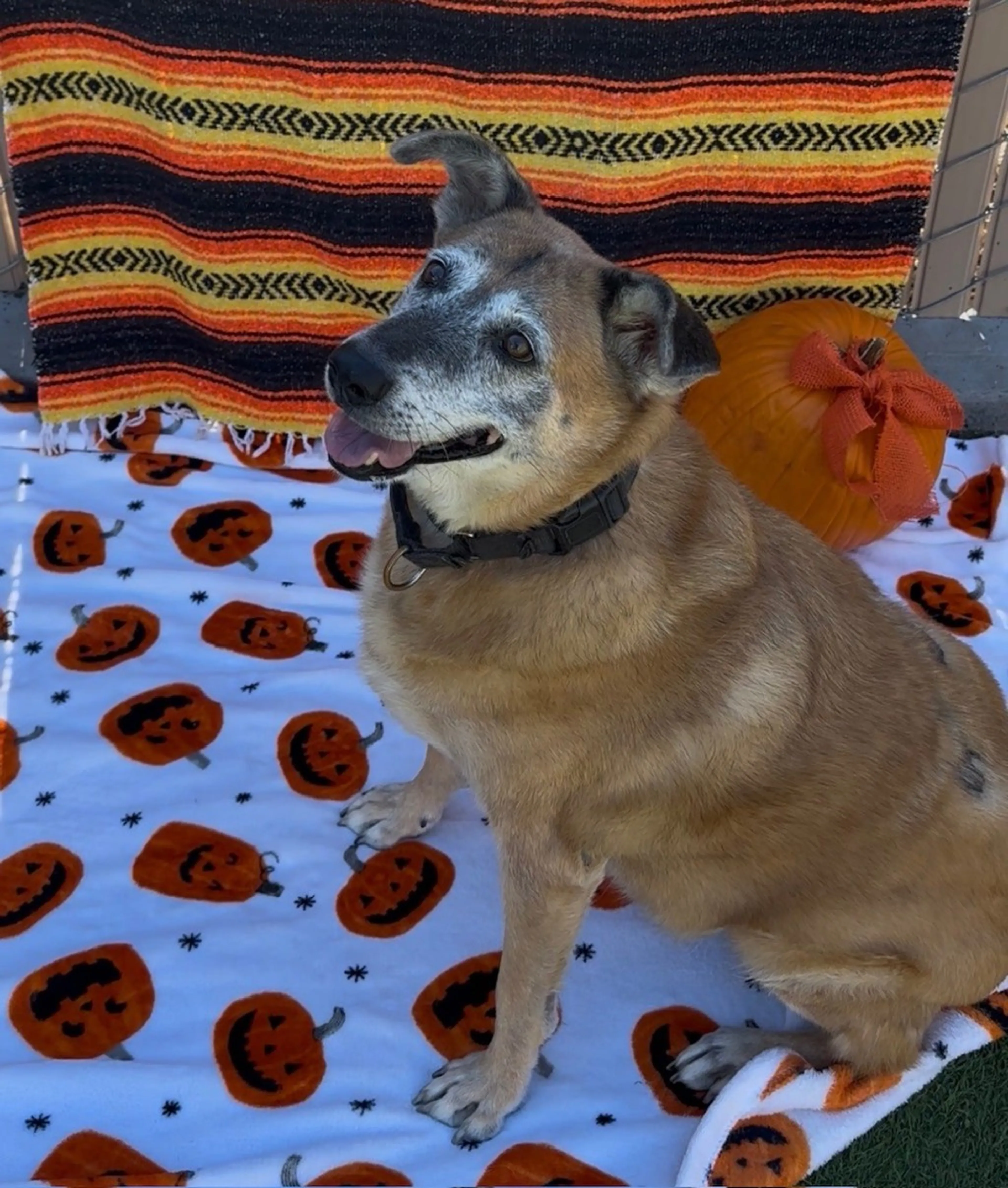 cdn image