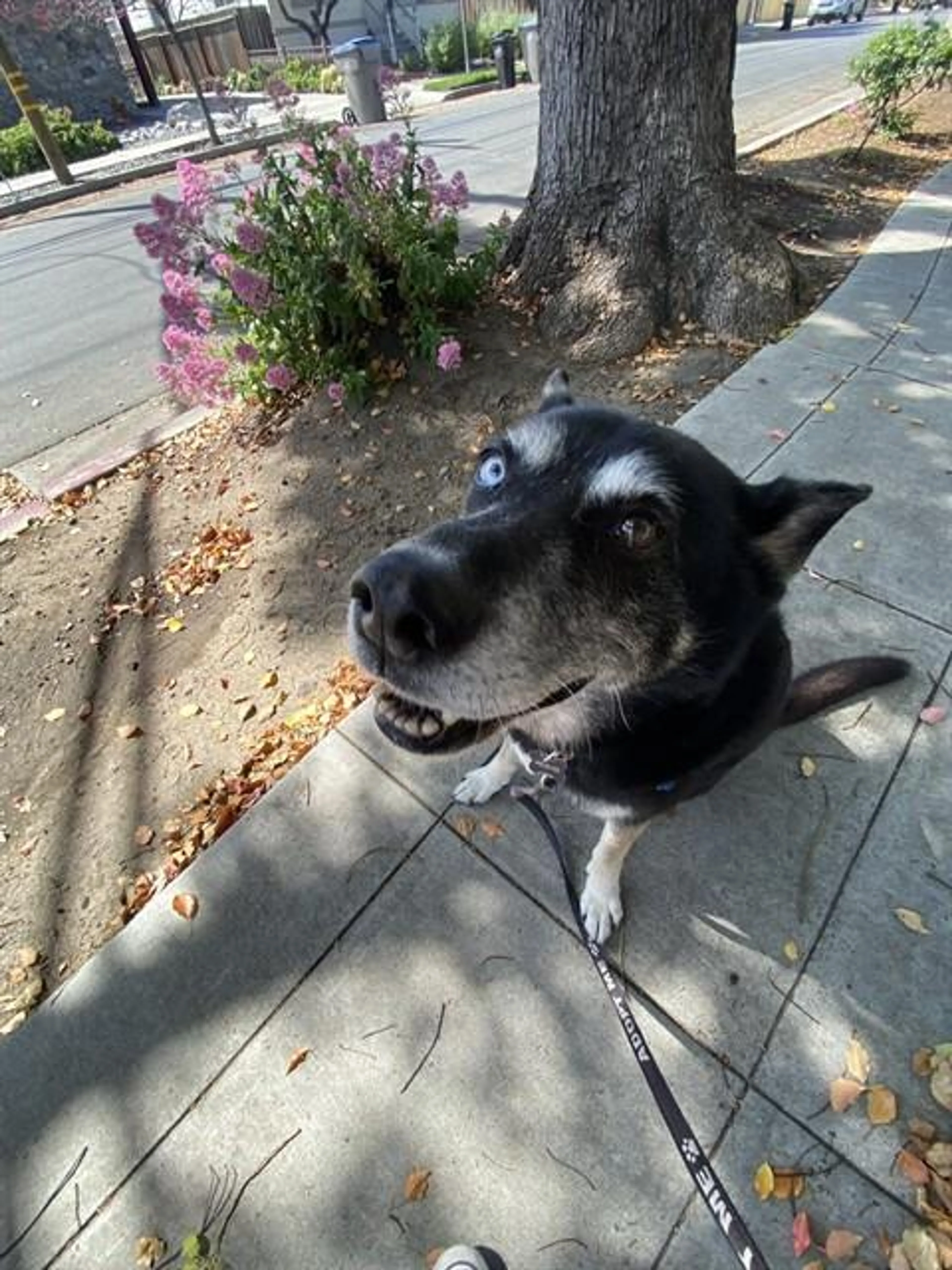 Found pet